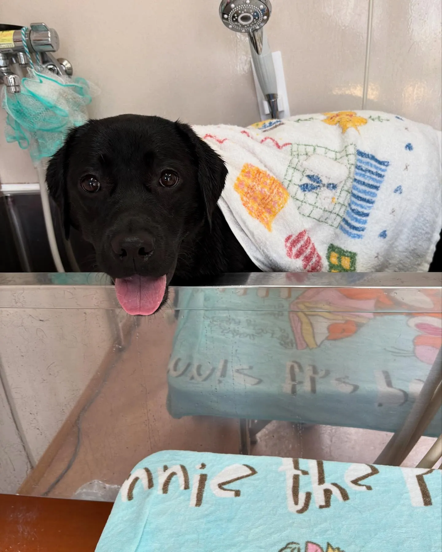 犬のシャンプー🫧