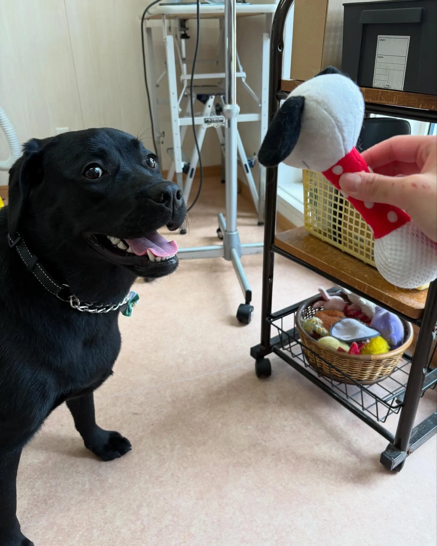 犬のシャンプー🫧