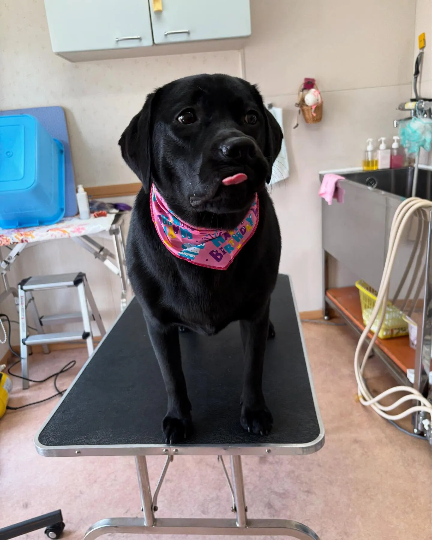 犬のシャンプー🫧