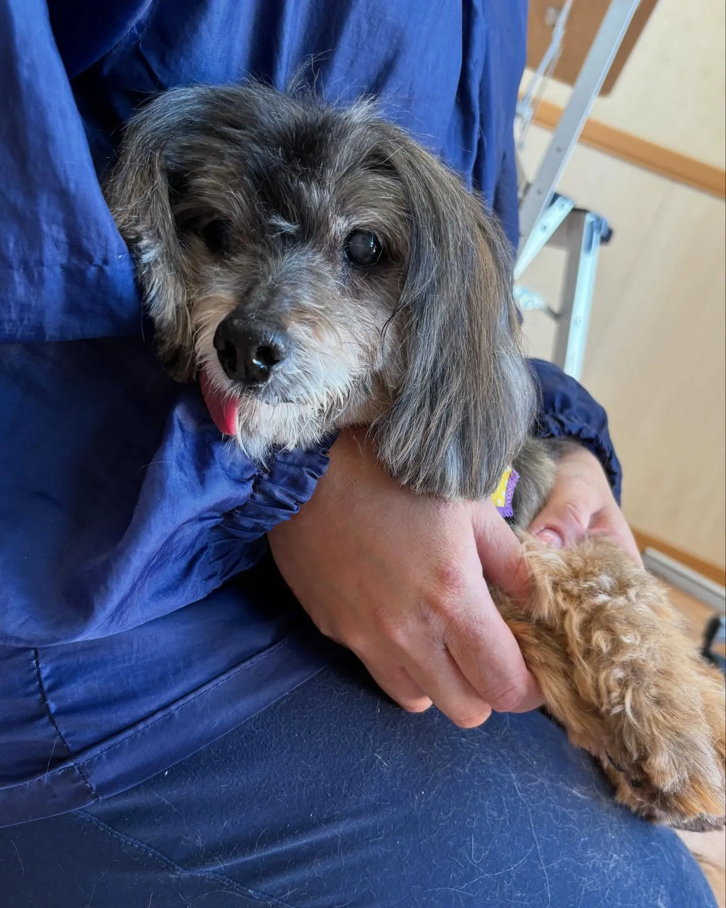 犬のトリミング✂️