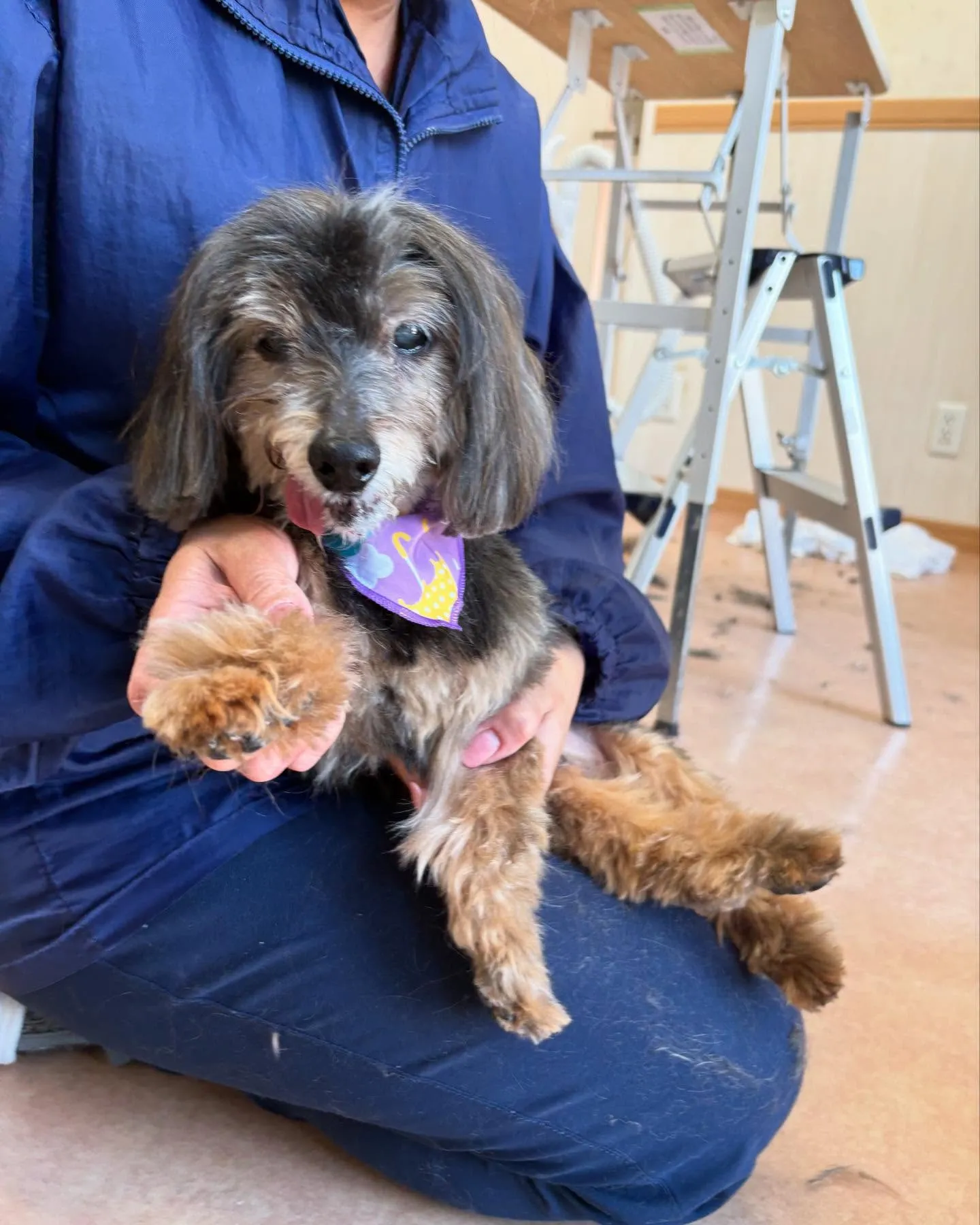 犬のトリミング✂️