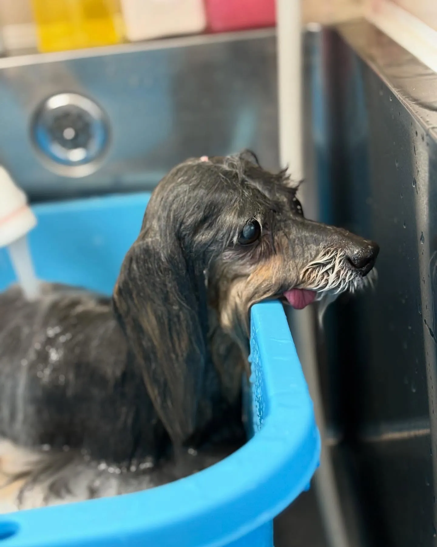 犬のトリミング✂️