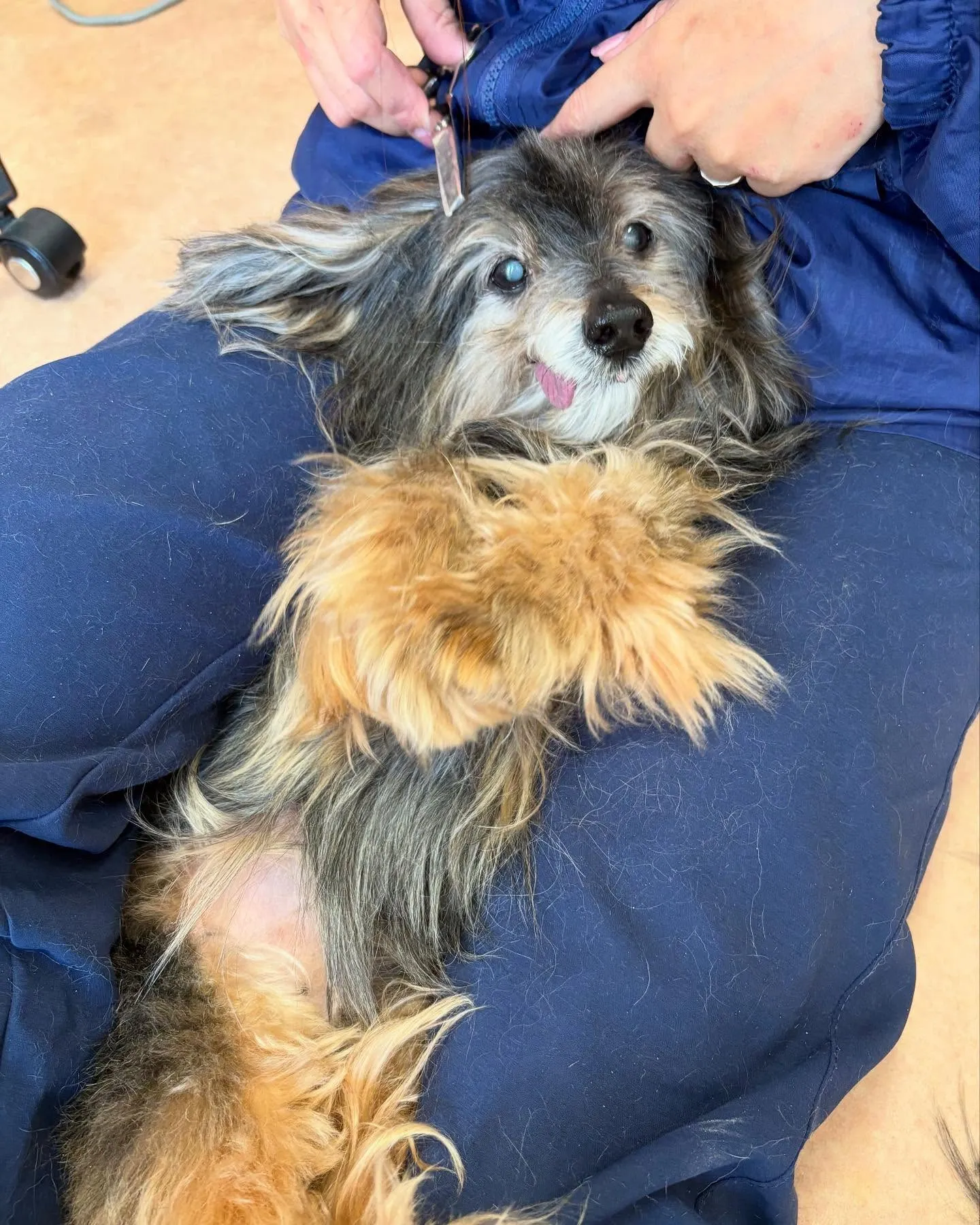 犬のトリミング✂️