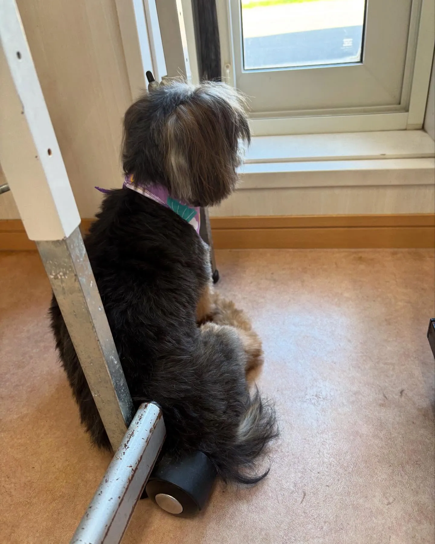 犬のトリミング✂️