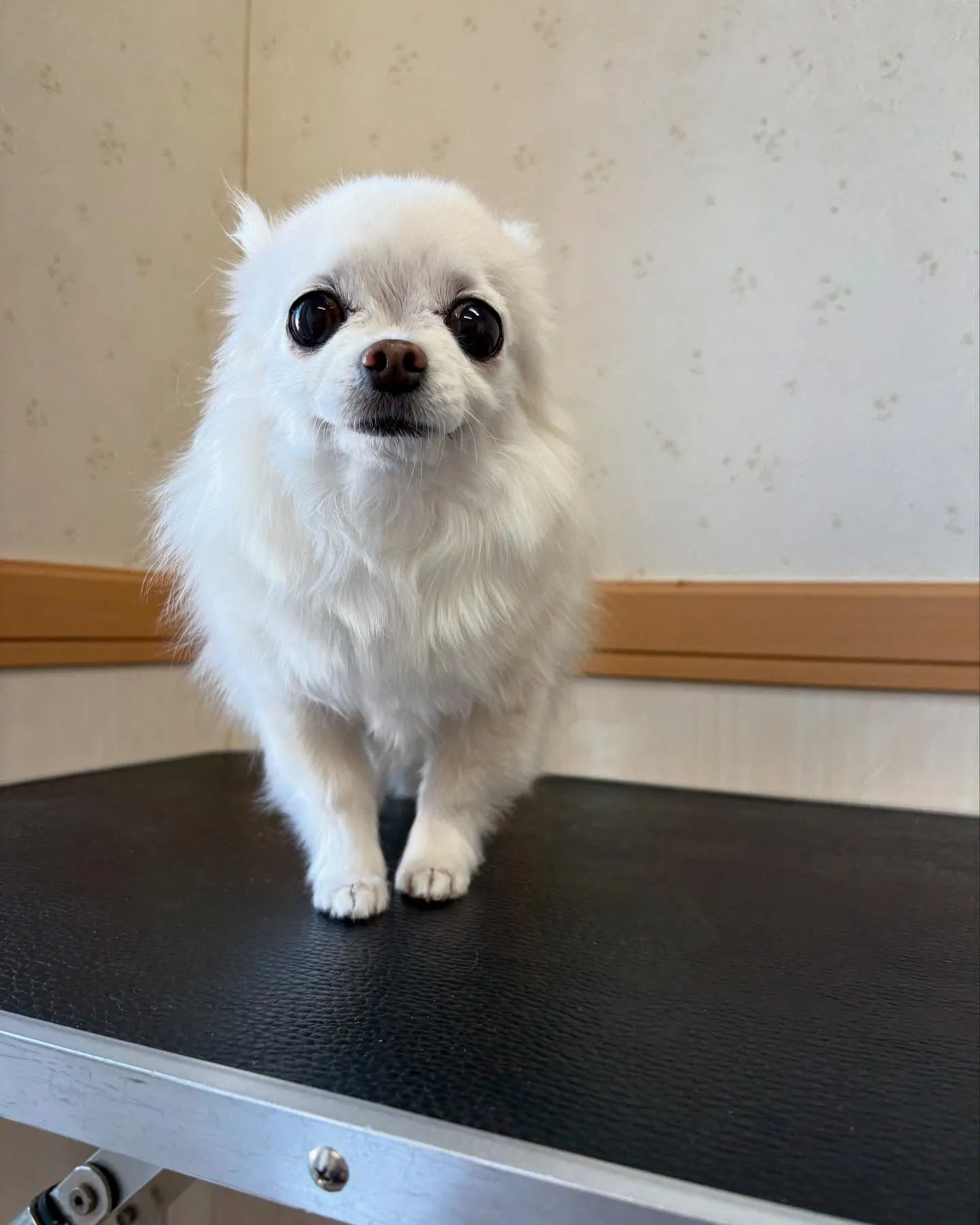 犬のシャンプー🫧