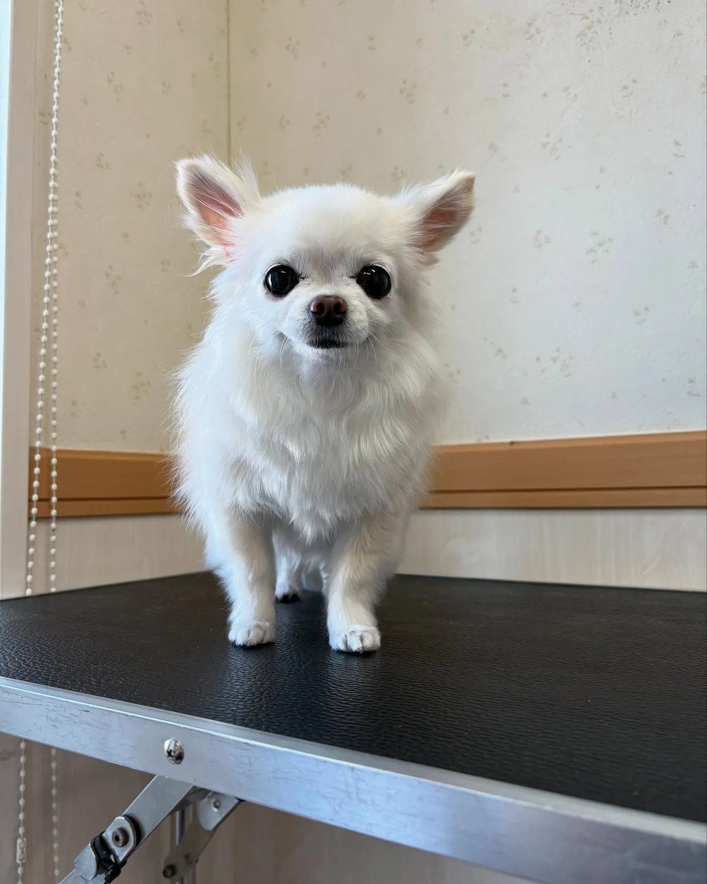 犬のシャンプー🫧