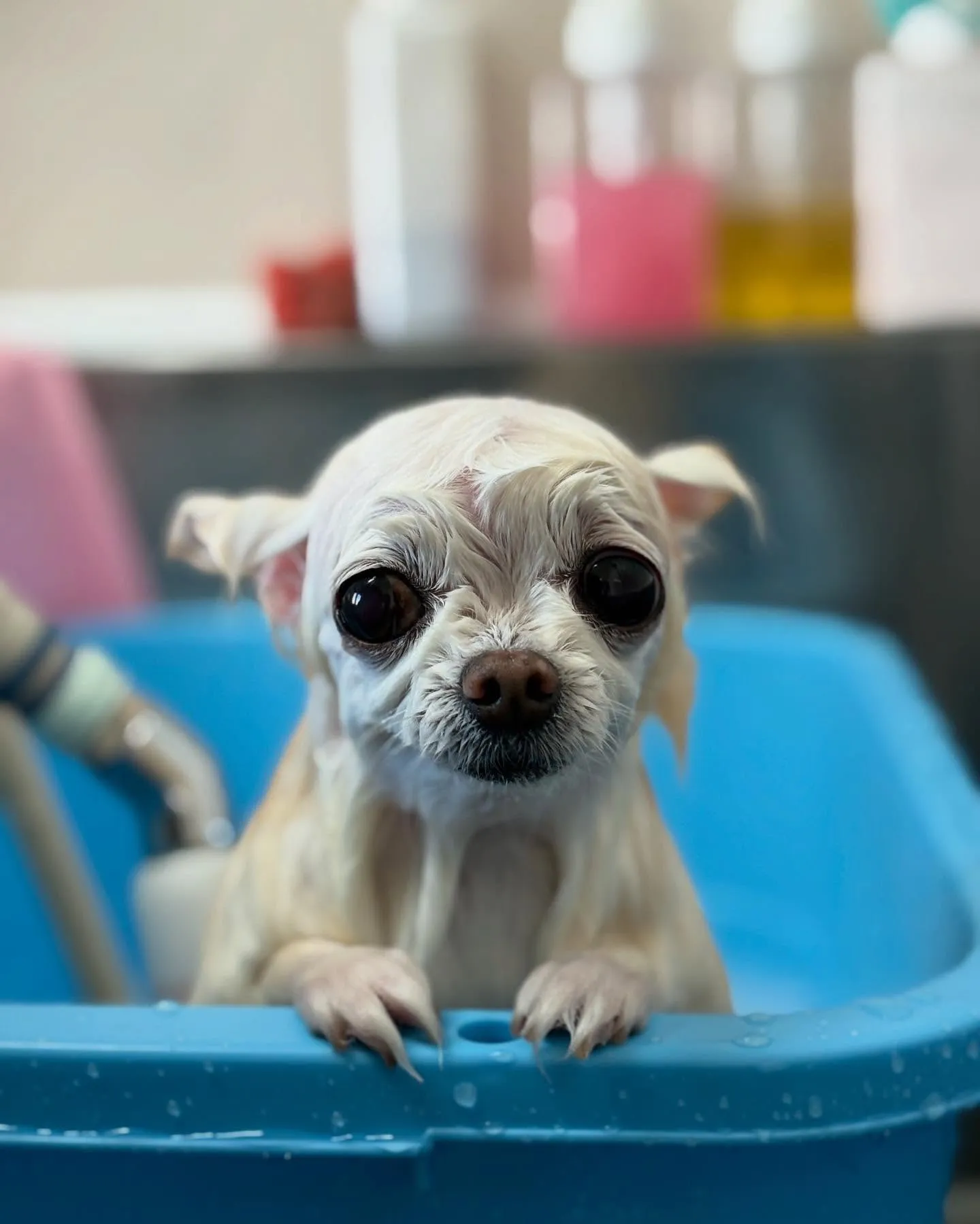 犬のシャンプー🫧