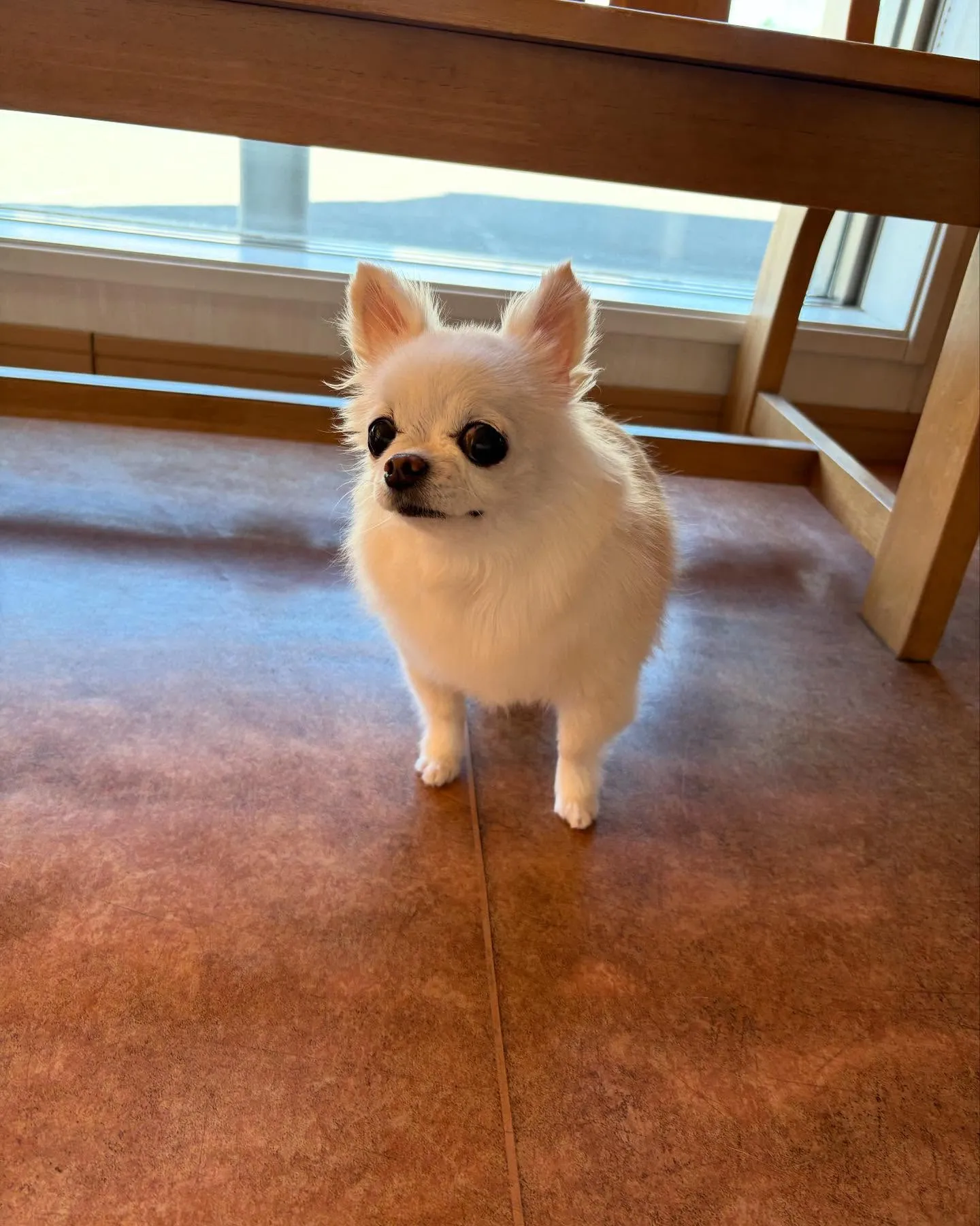 犬のシャンプー🫧