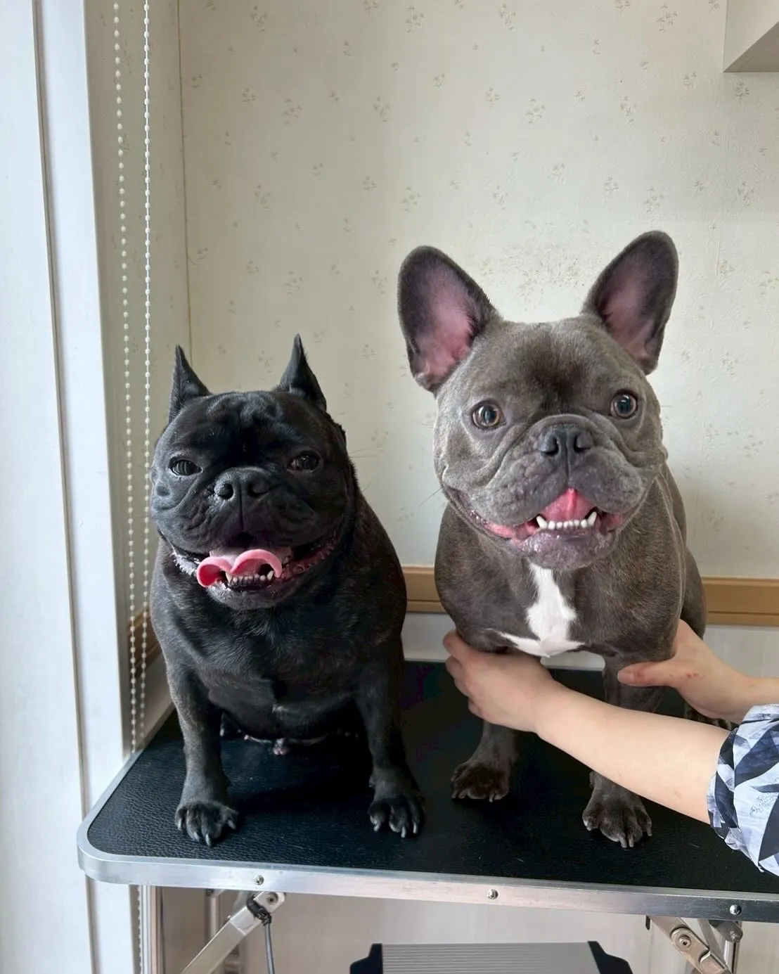犬のシャンプー🫧