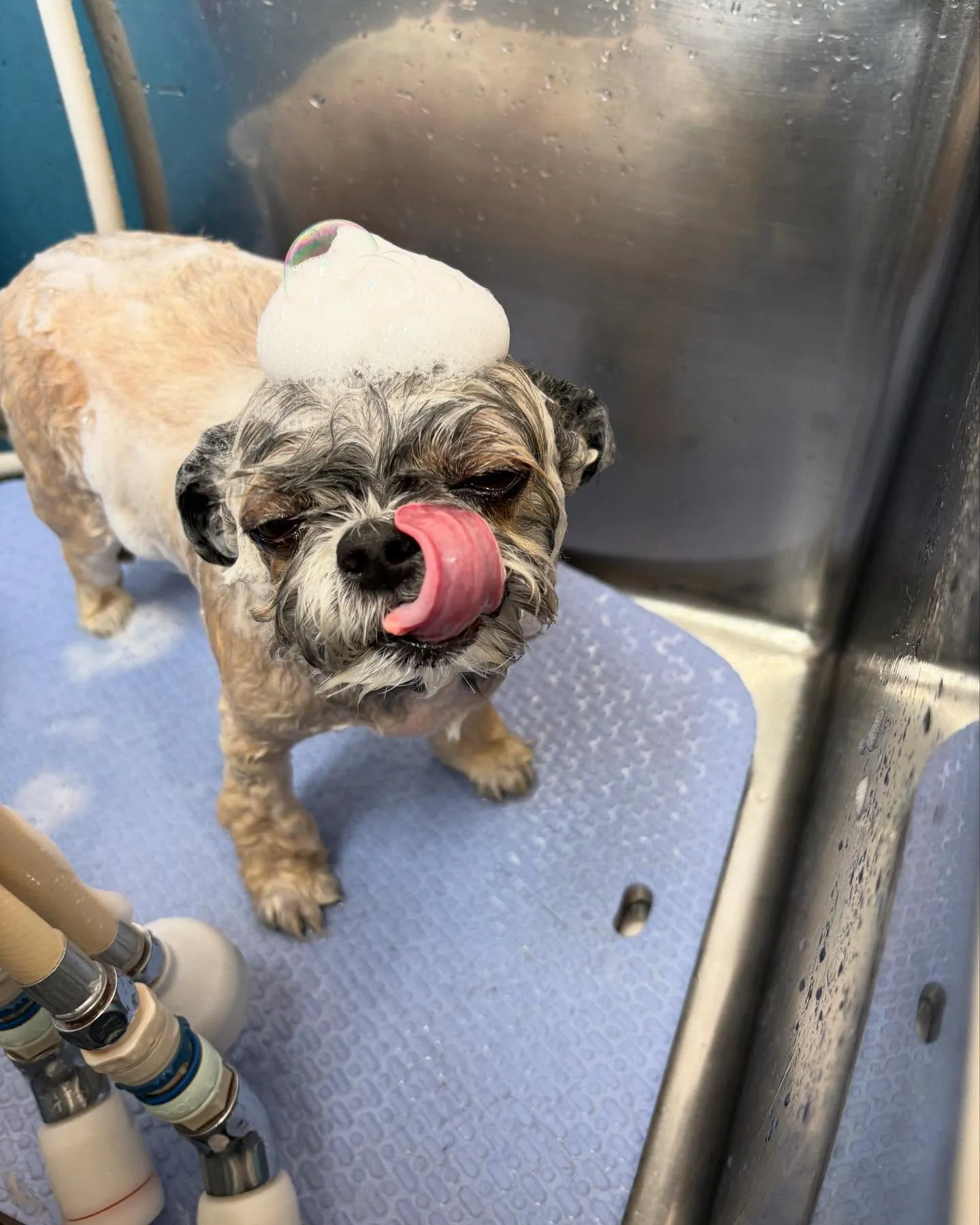 犬のトリミング✂️