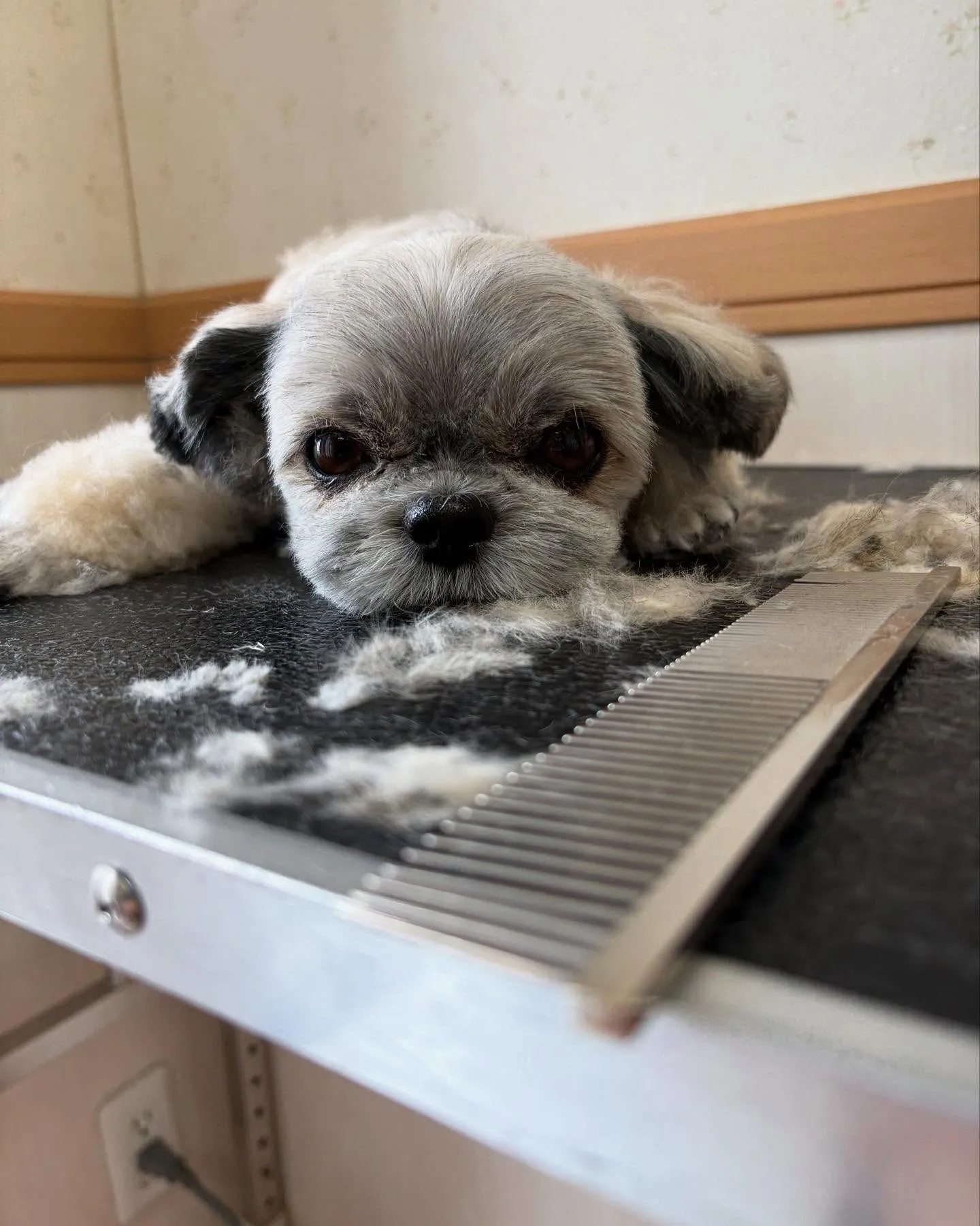 犬のトリミング✂️