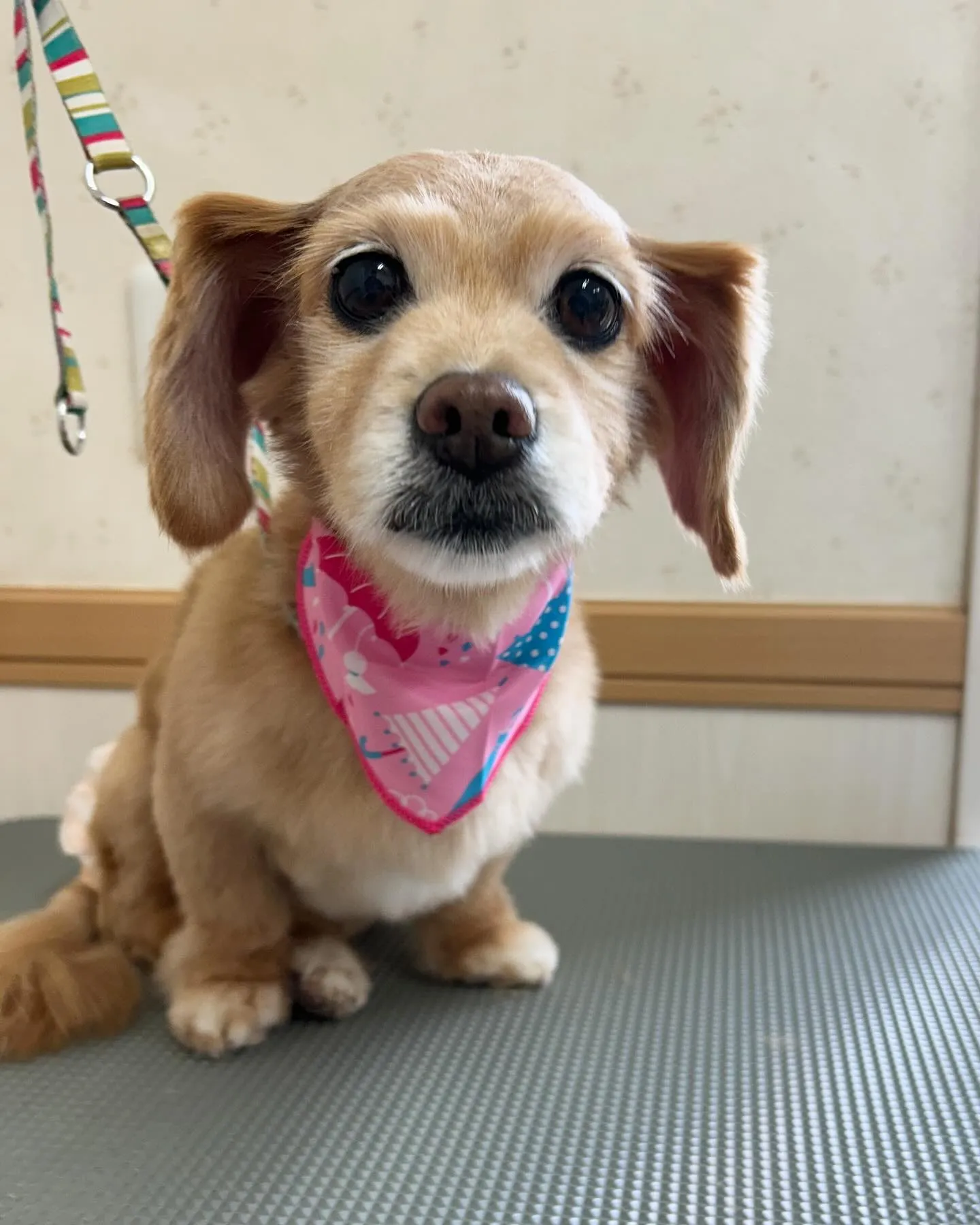 犬のシャンプー🫧