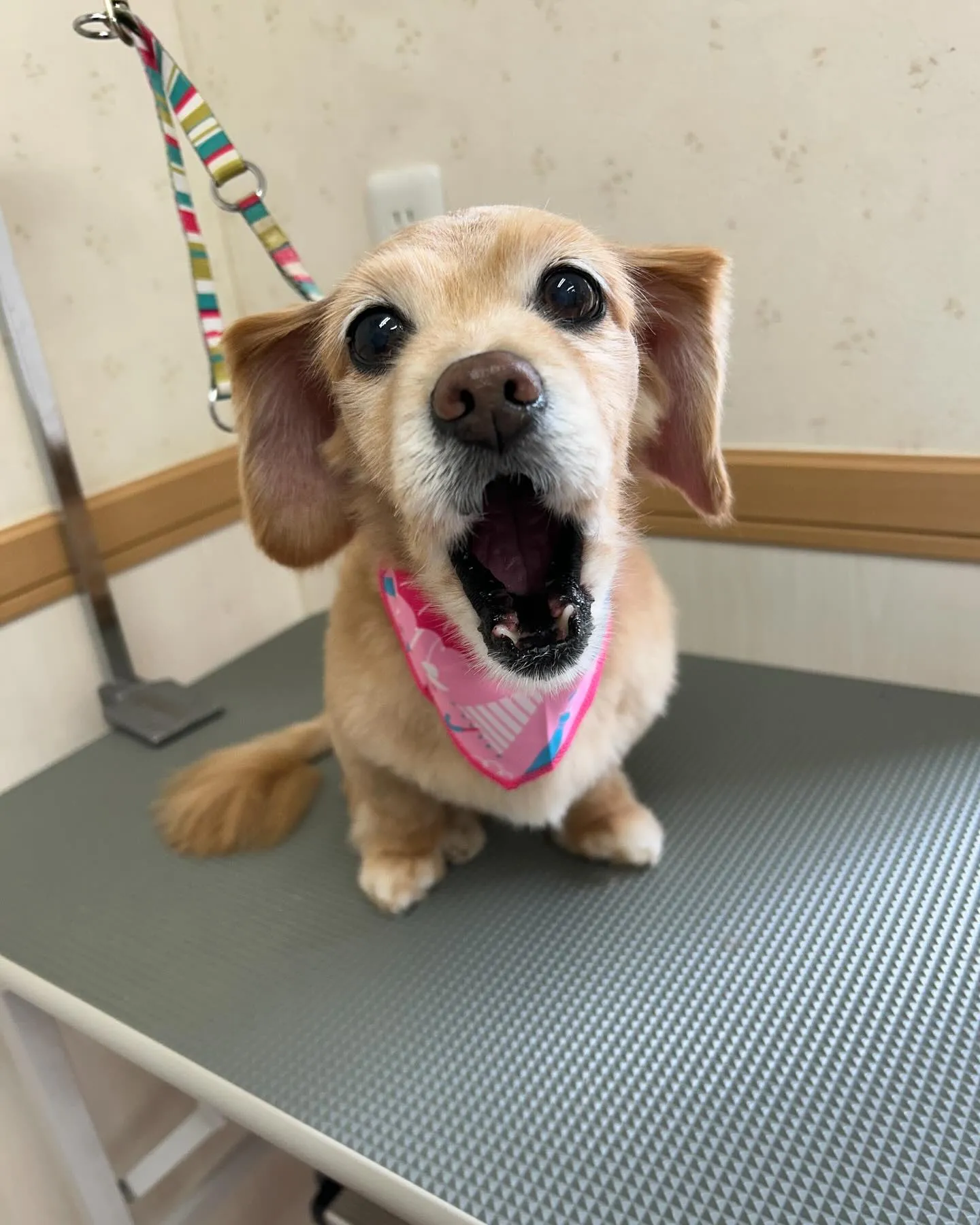 犬のシャンプー🫧