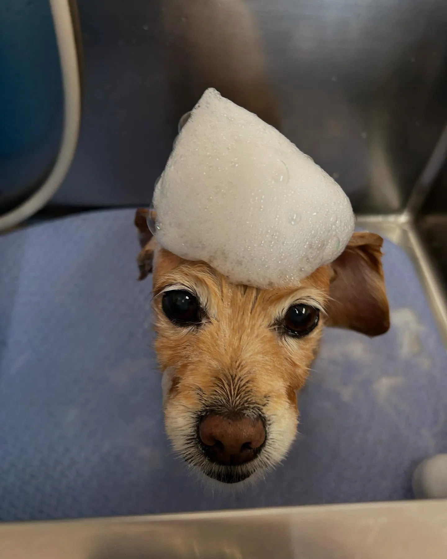 犬のシャンプー🫧
