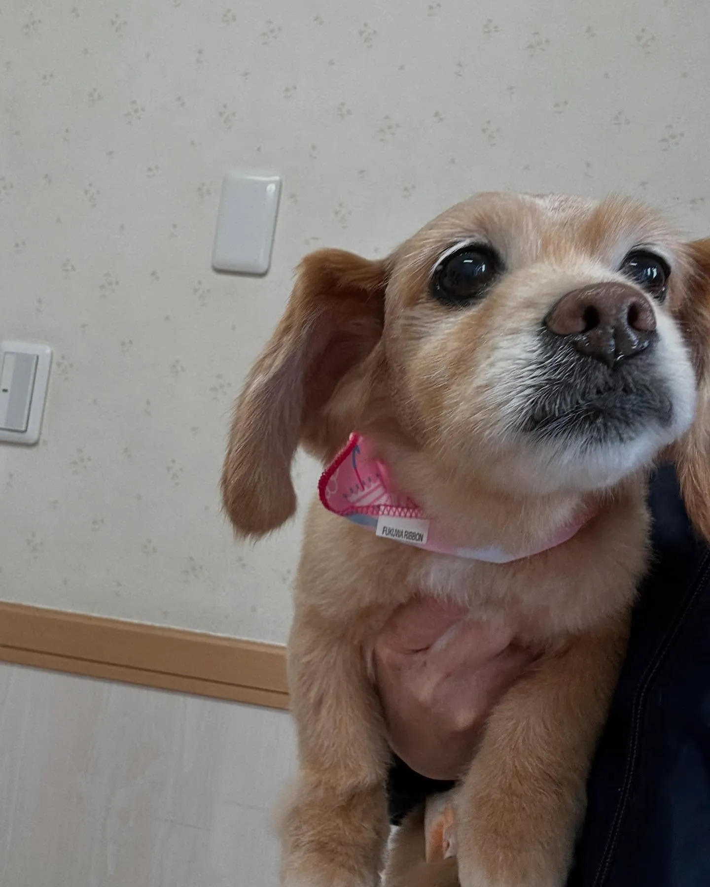 犬のシャンプー🫧