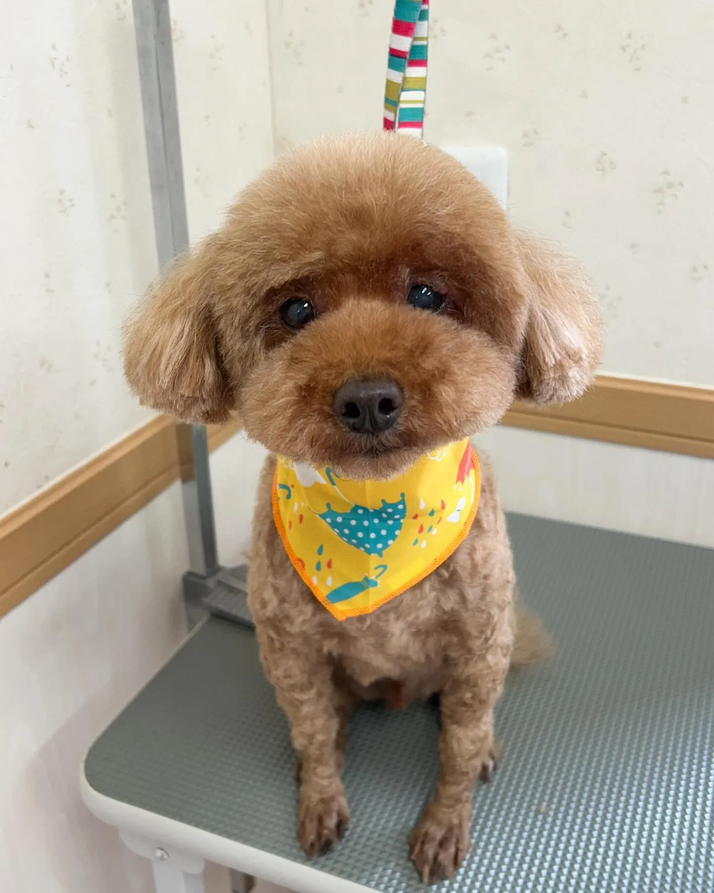 犬のトリミング✂️