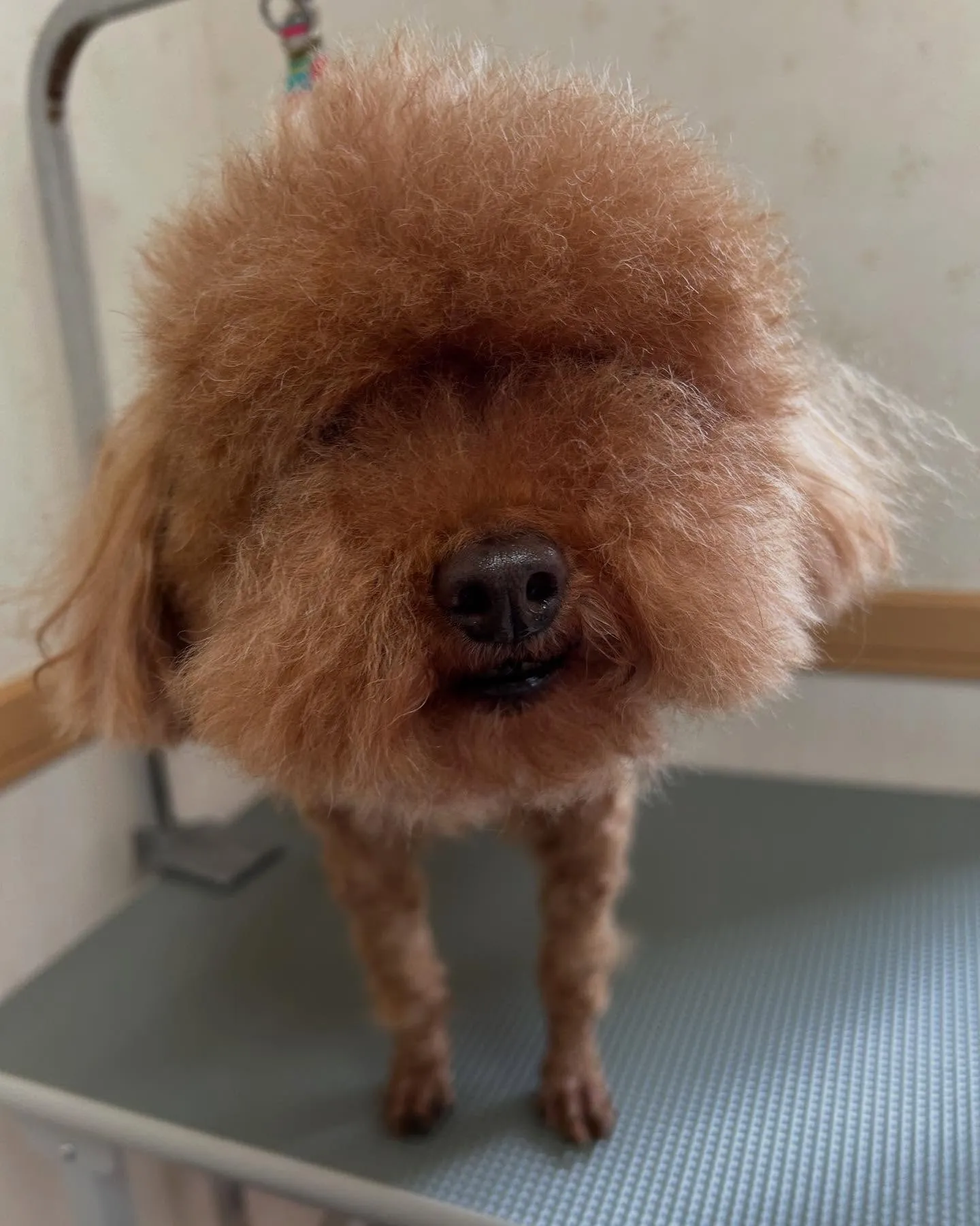 犬のトリミング✂️