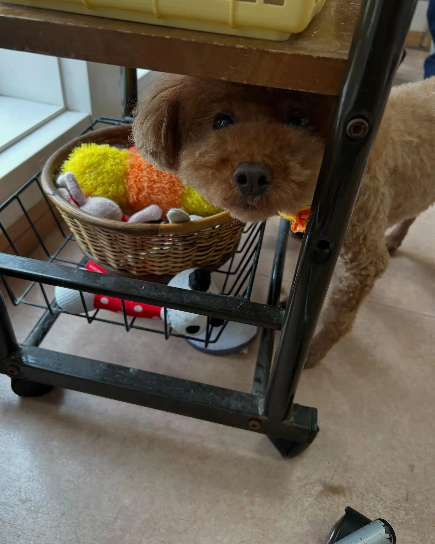 犬のトリミング✂️