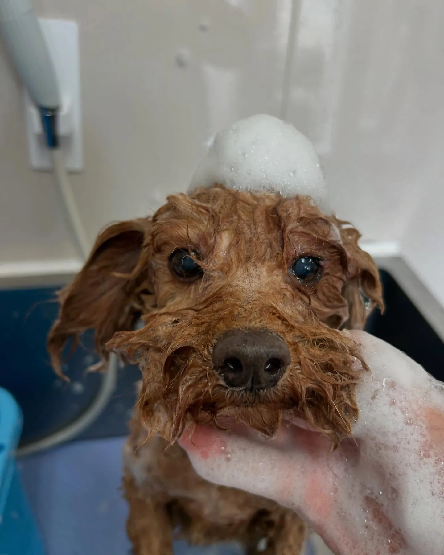 犬のトリミング✂️