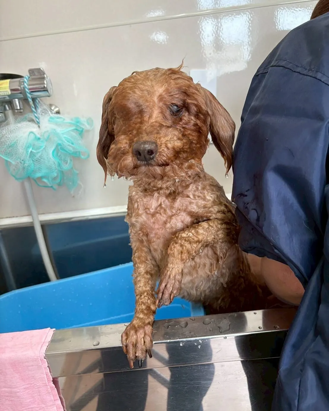 犬のトリミング✂️
