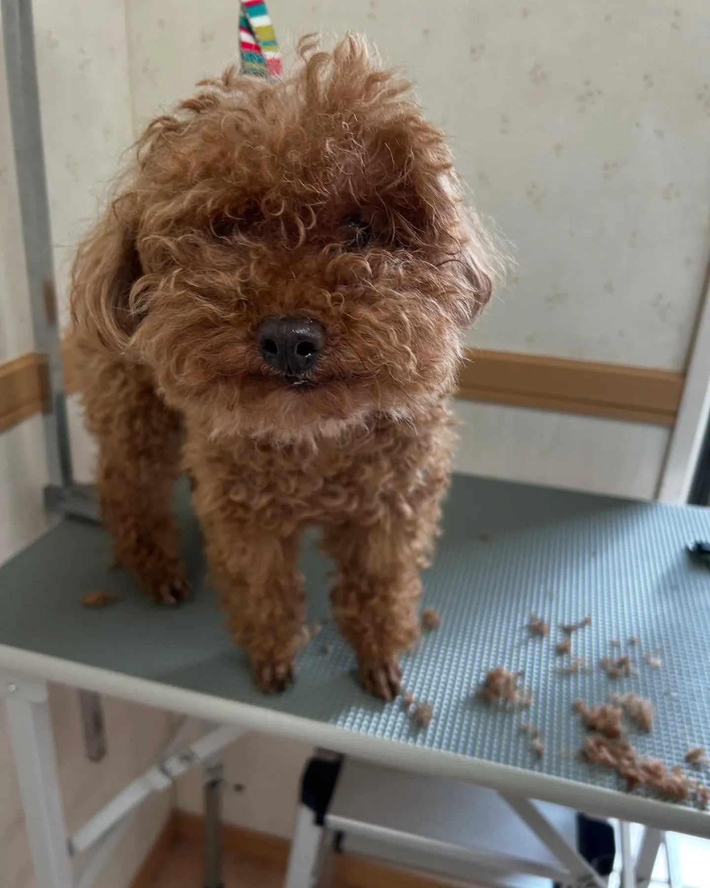 犬のトリミング✂️