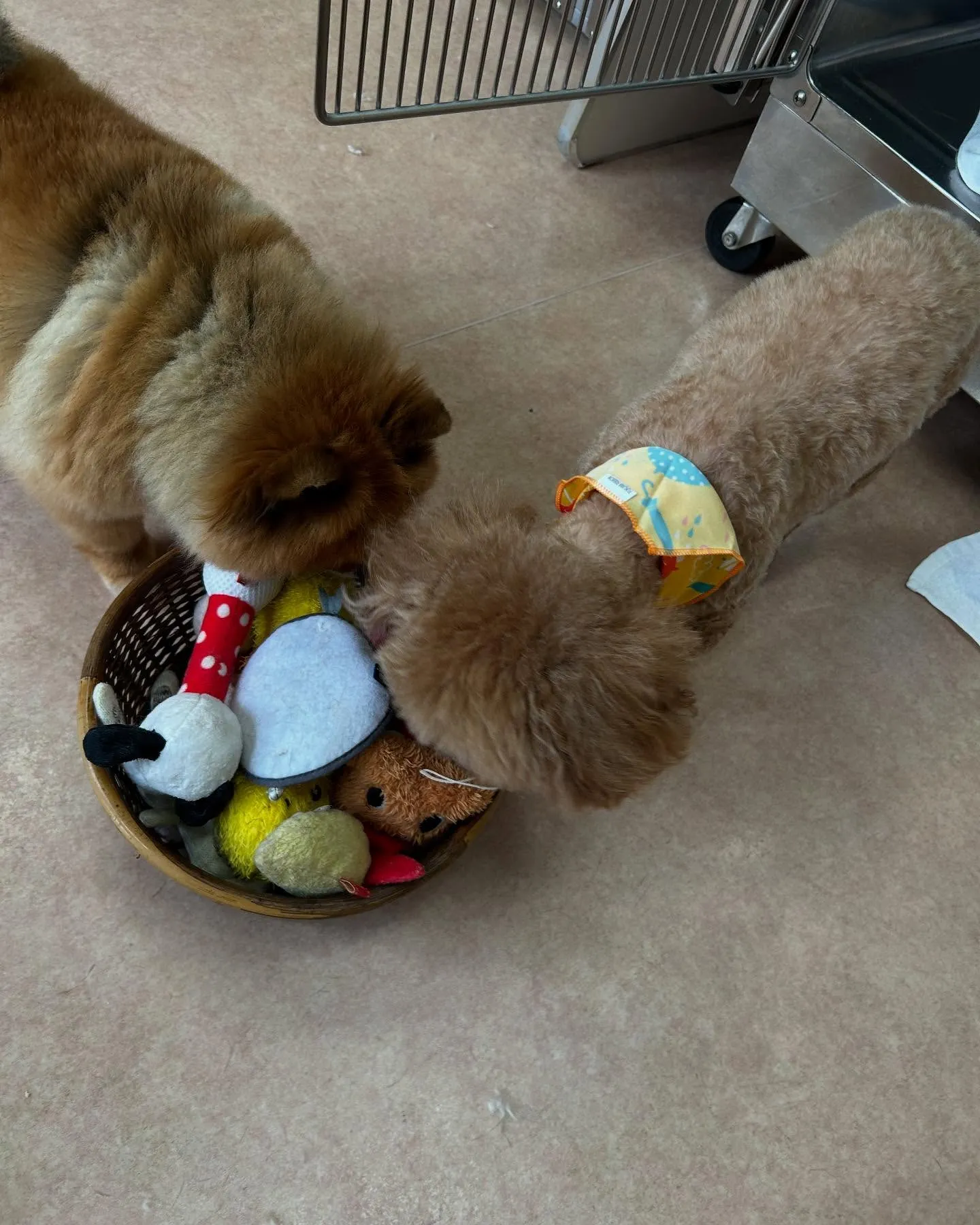 犬のトリミング✂️