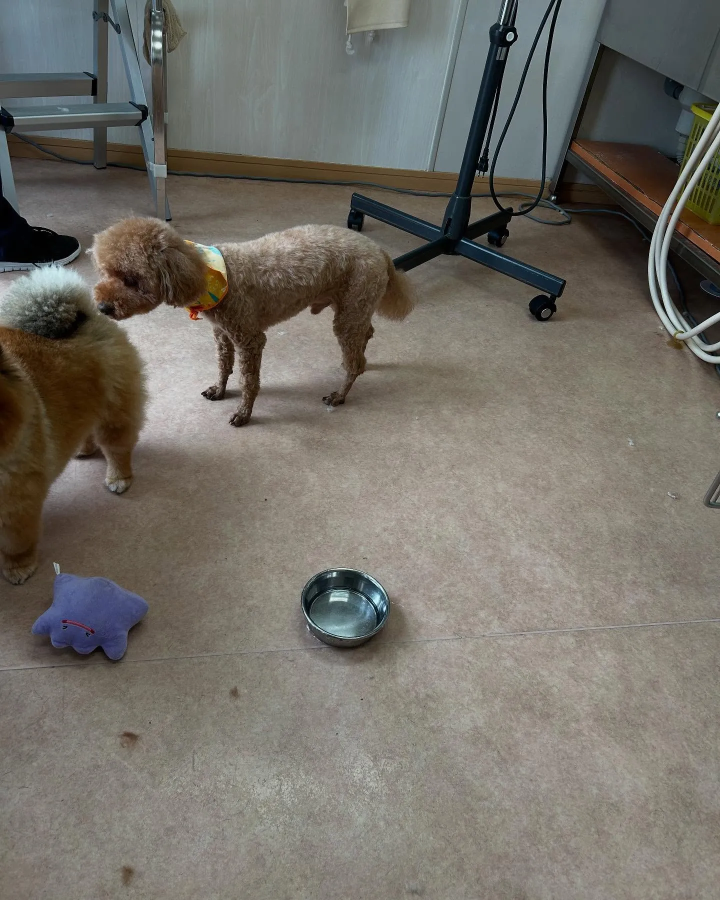 犬のトリミング✂️
