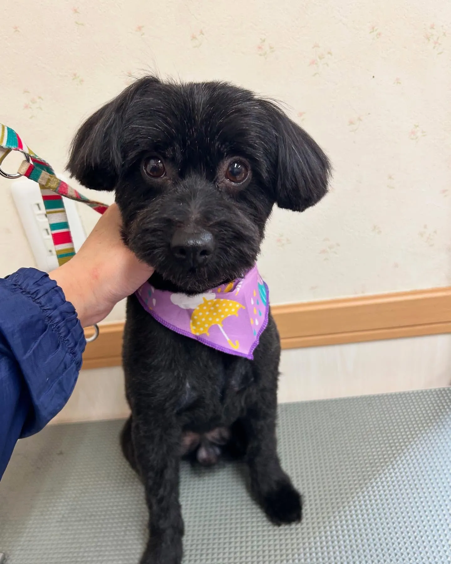 犬のトリミング✂️