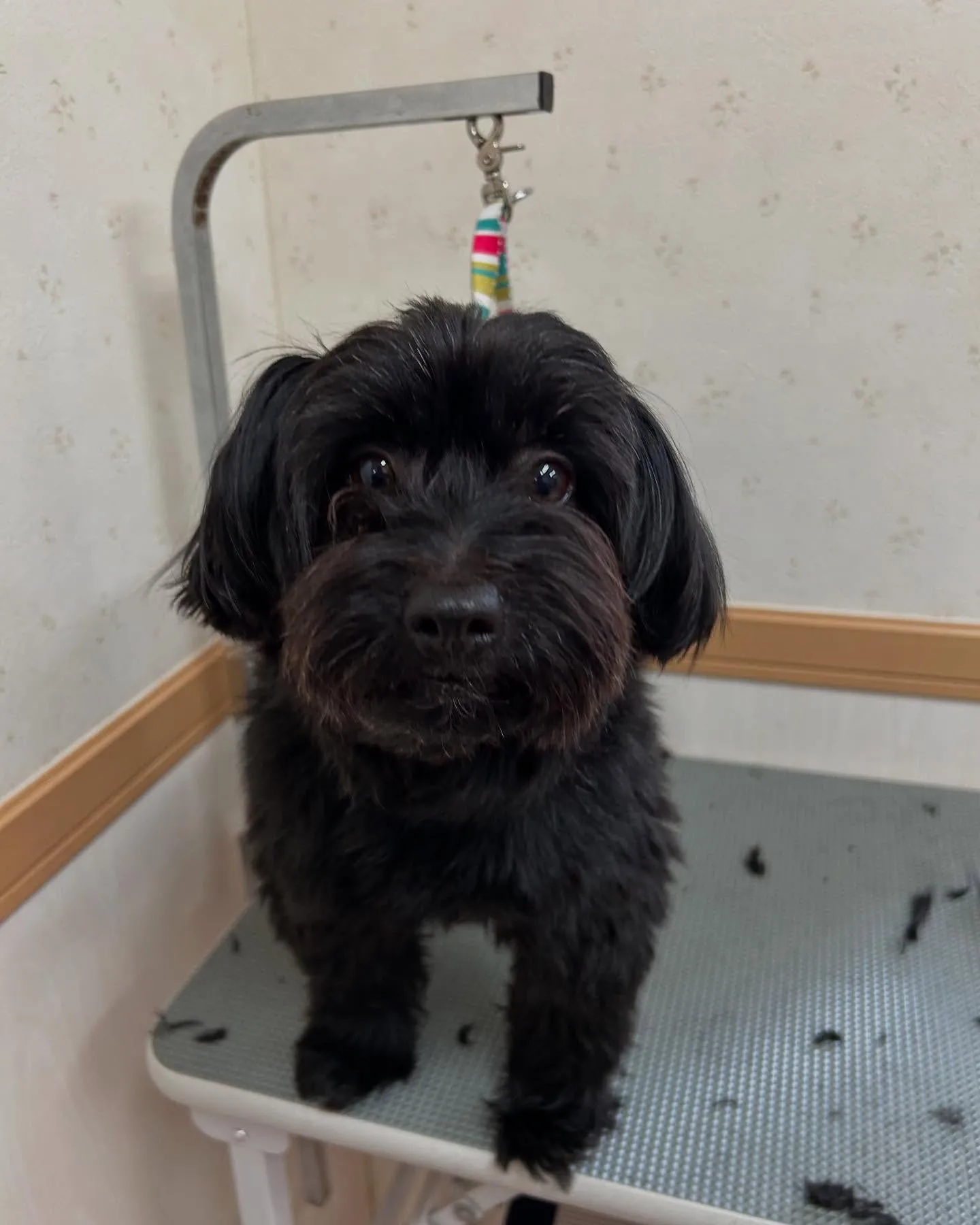 犬のトリミング✂️