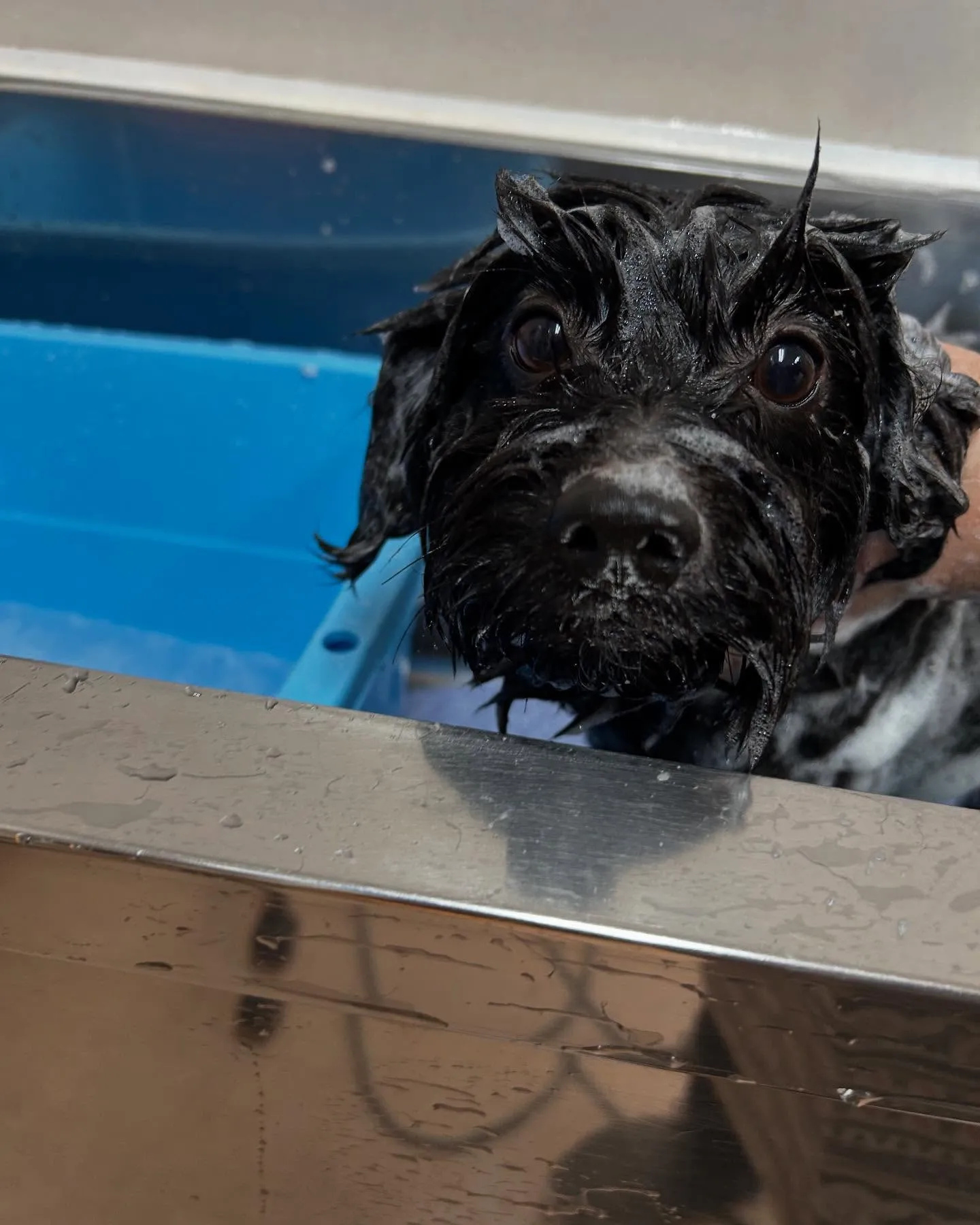 犬のトリミング✂️