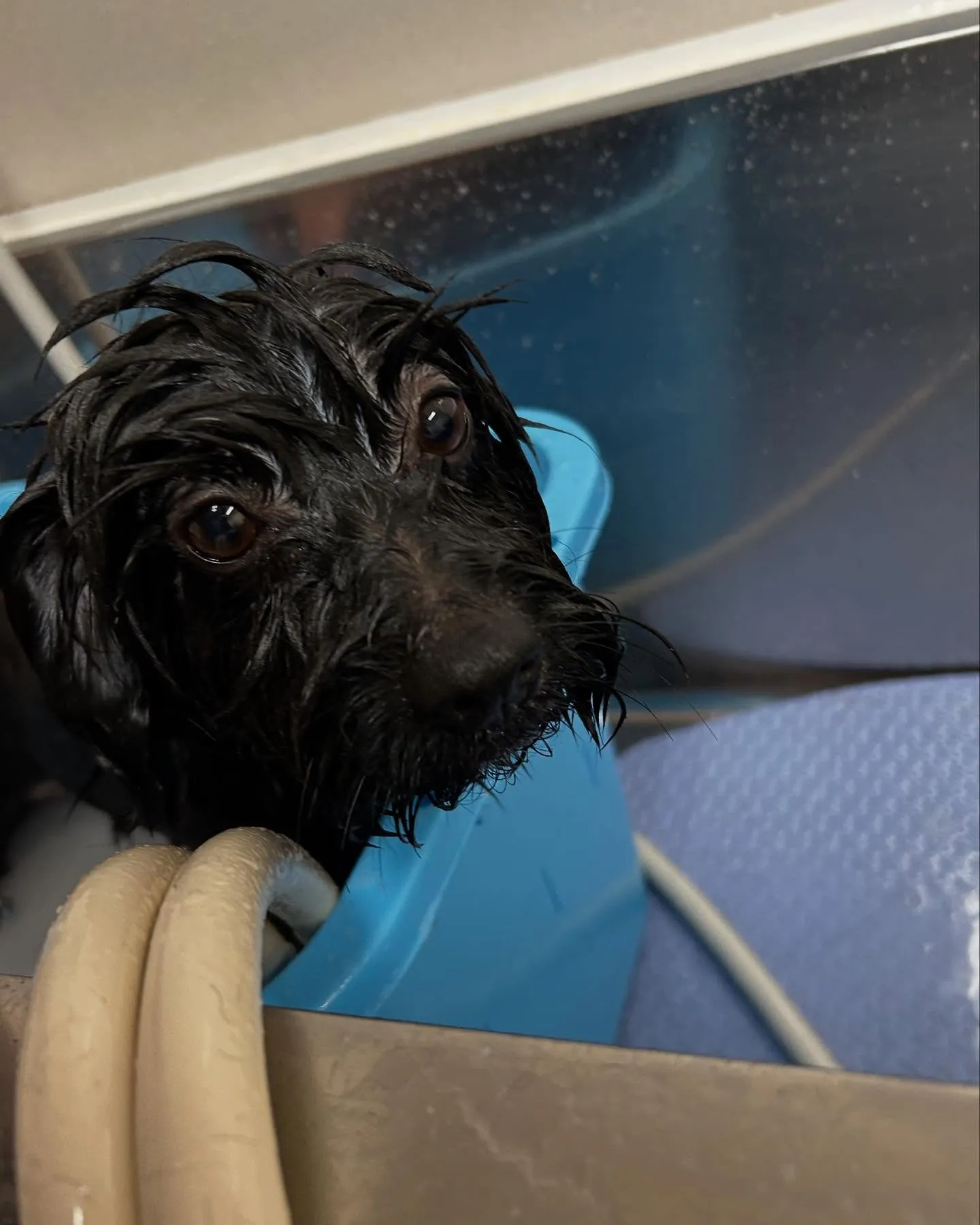 犬のトリミング✂️