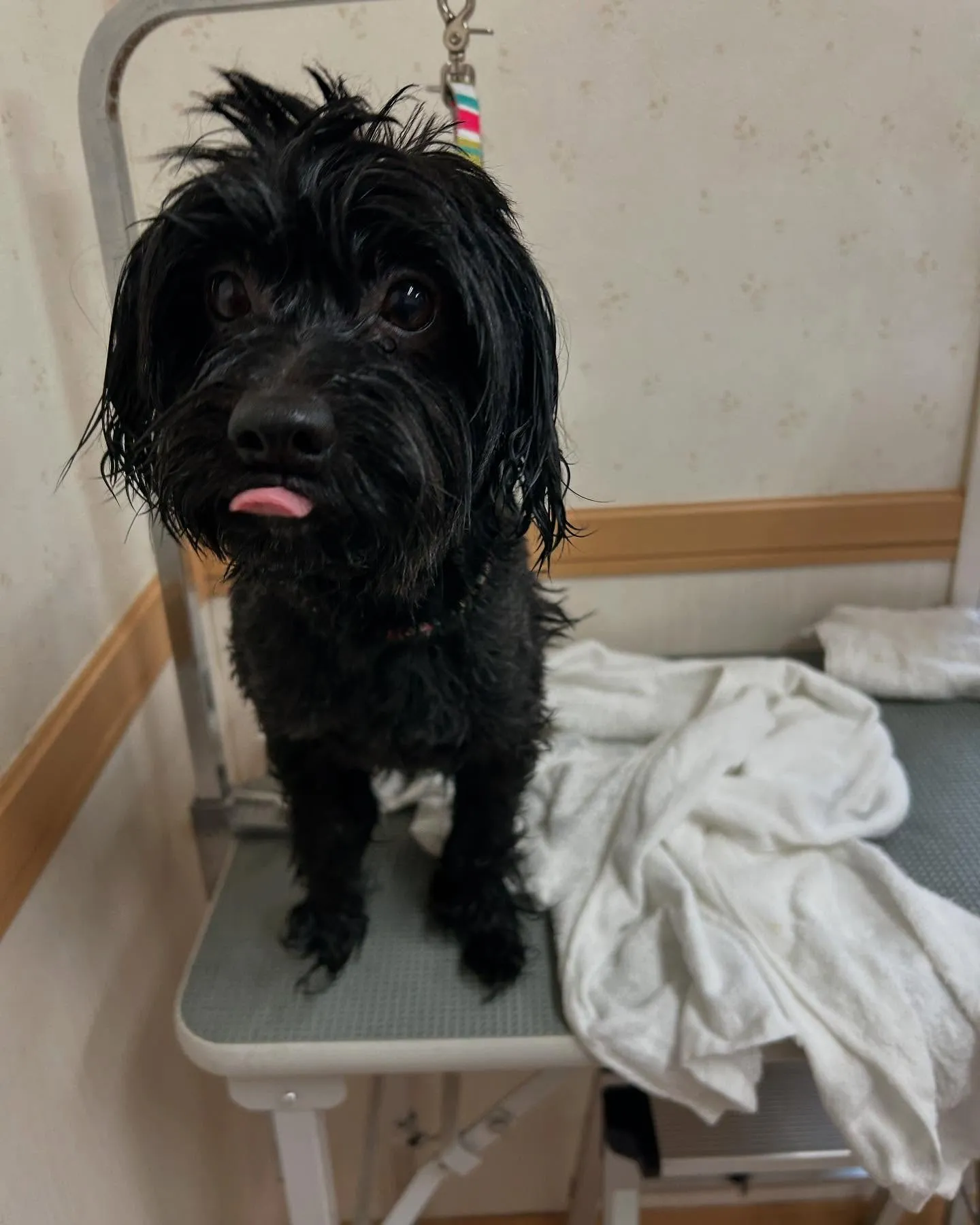 犬のトリミング✂️