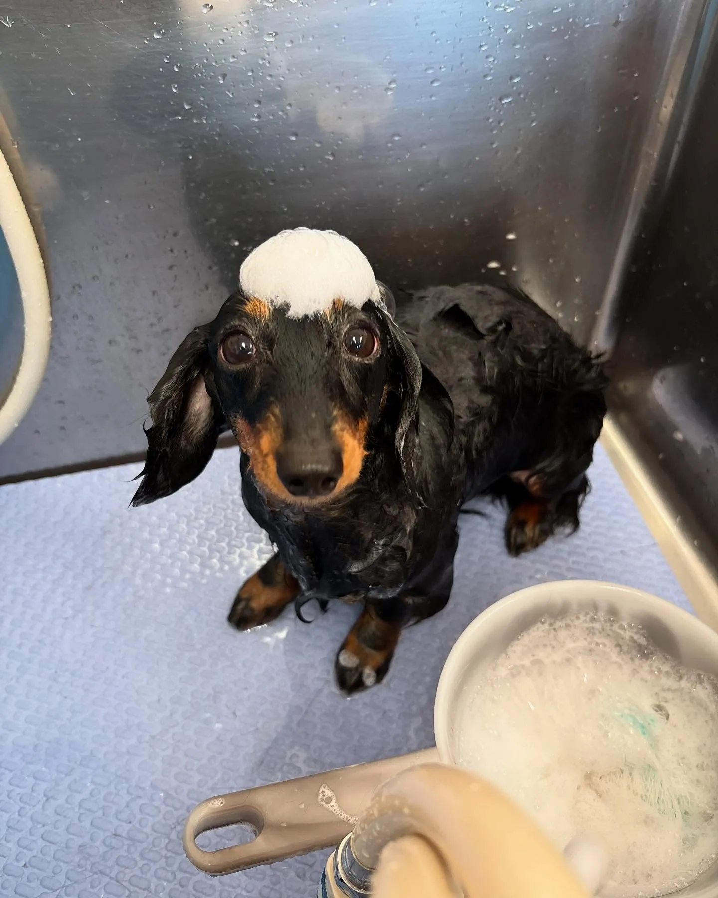 犬のシャンプー🫧