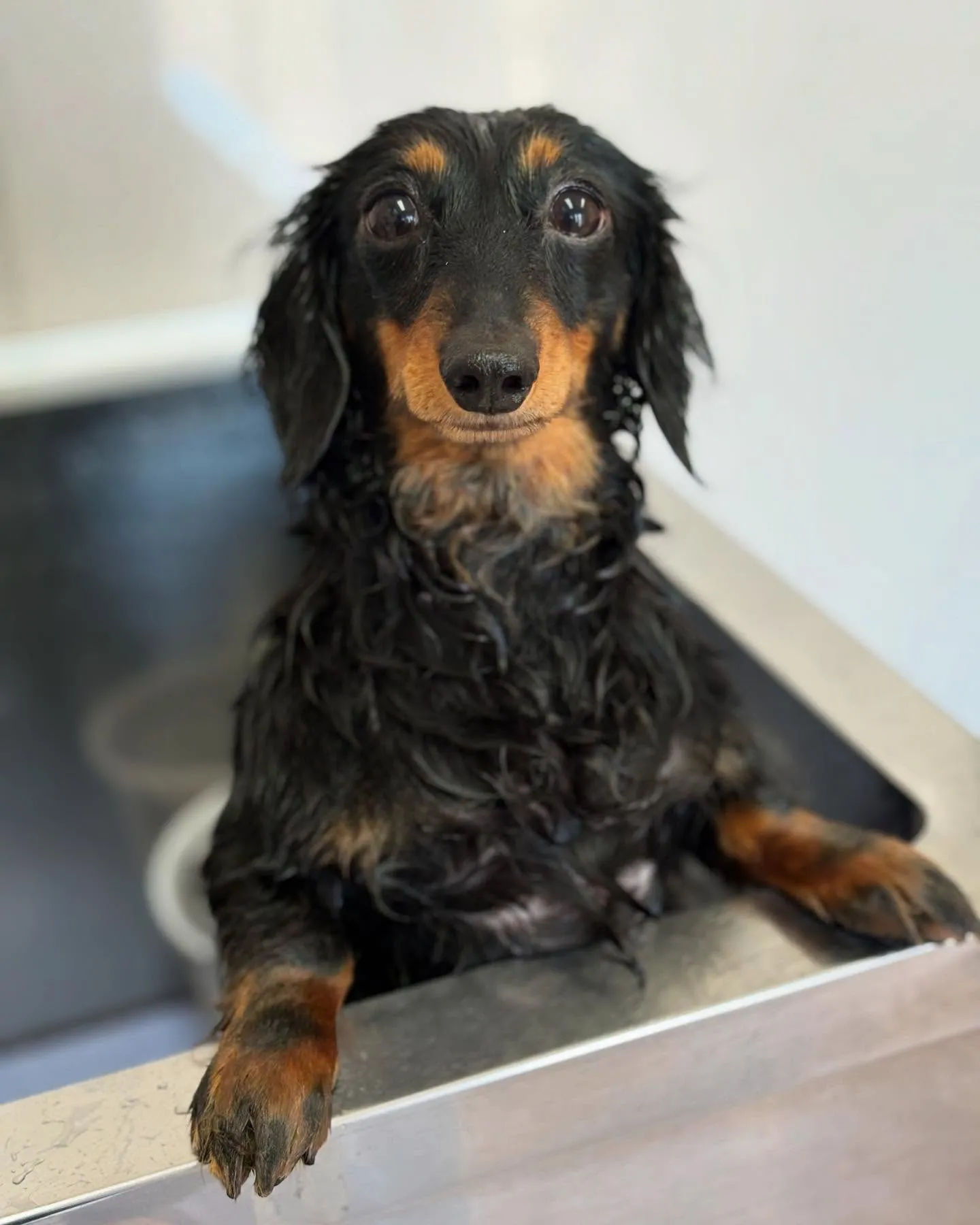 犬のシャンプー🫧