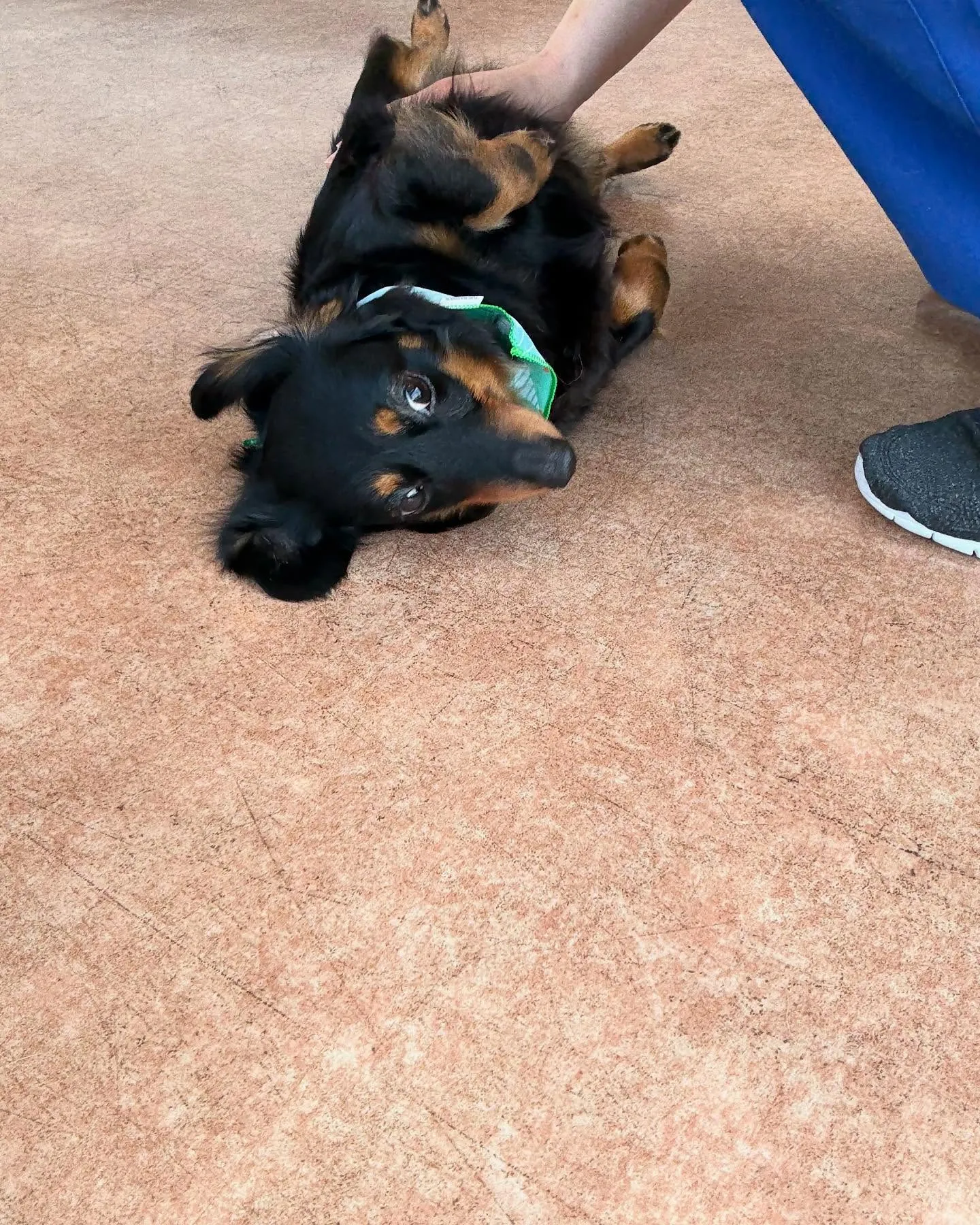 犬のシャンプー🫧