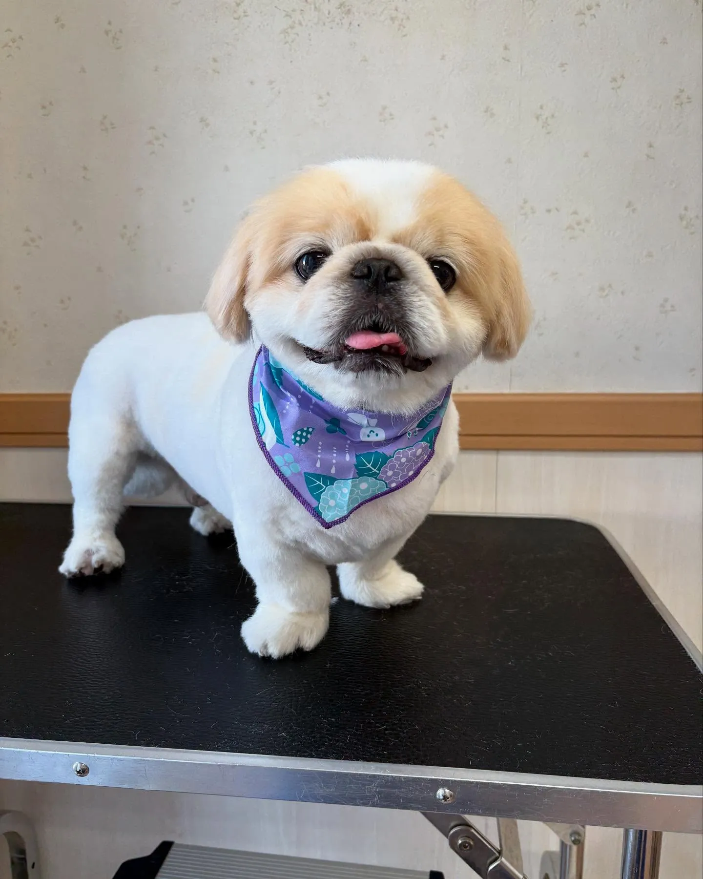 犬のトリミング✂️