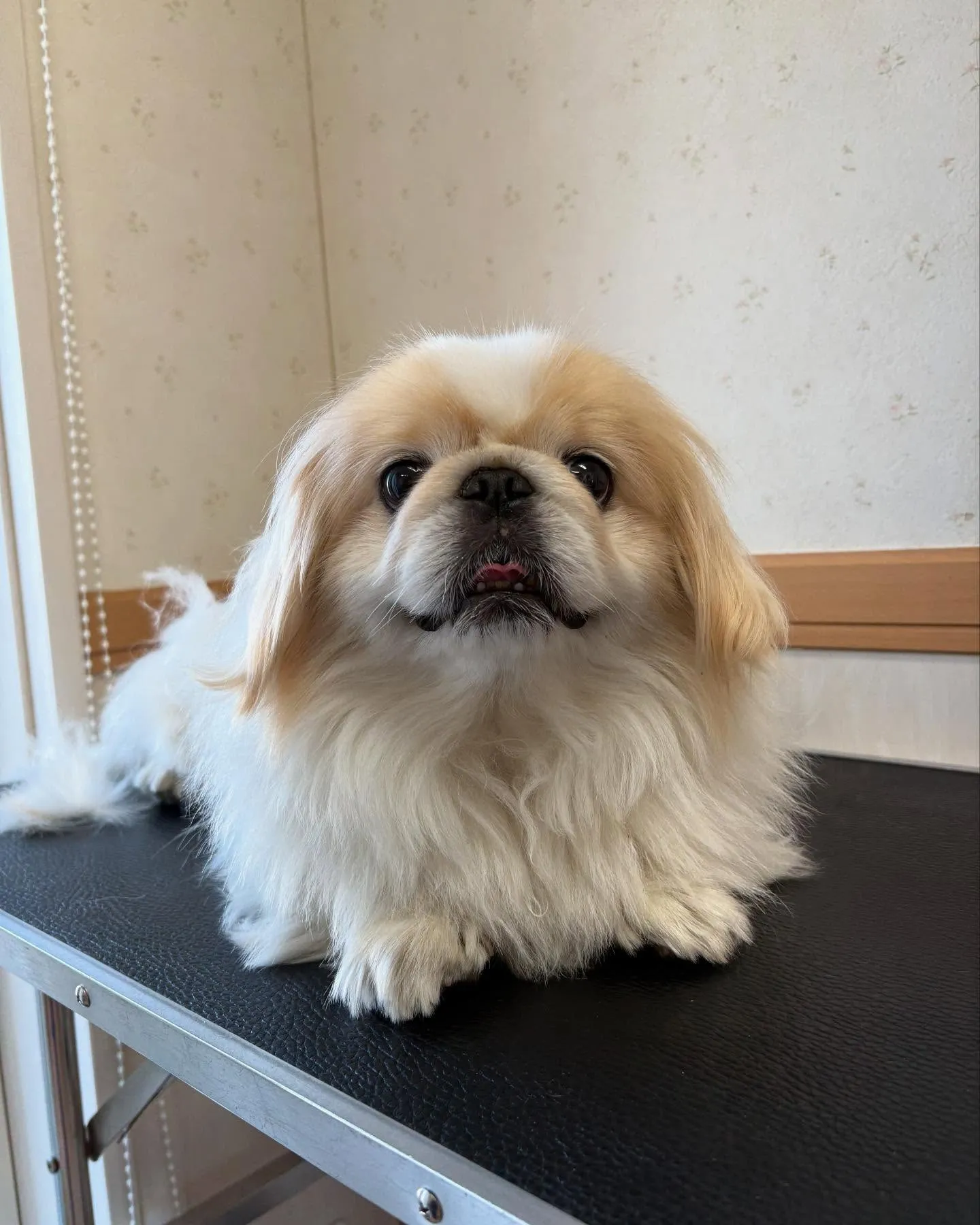 犬のトリミング✂️