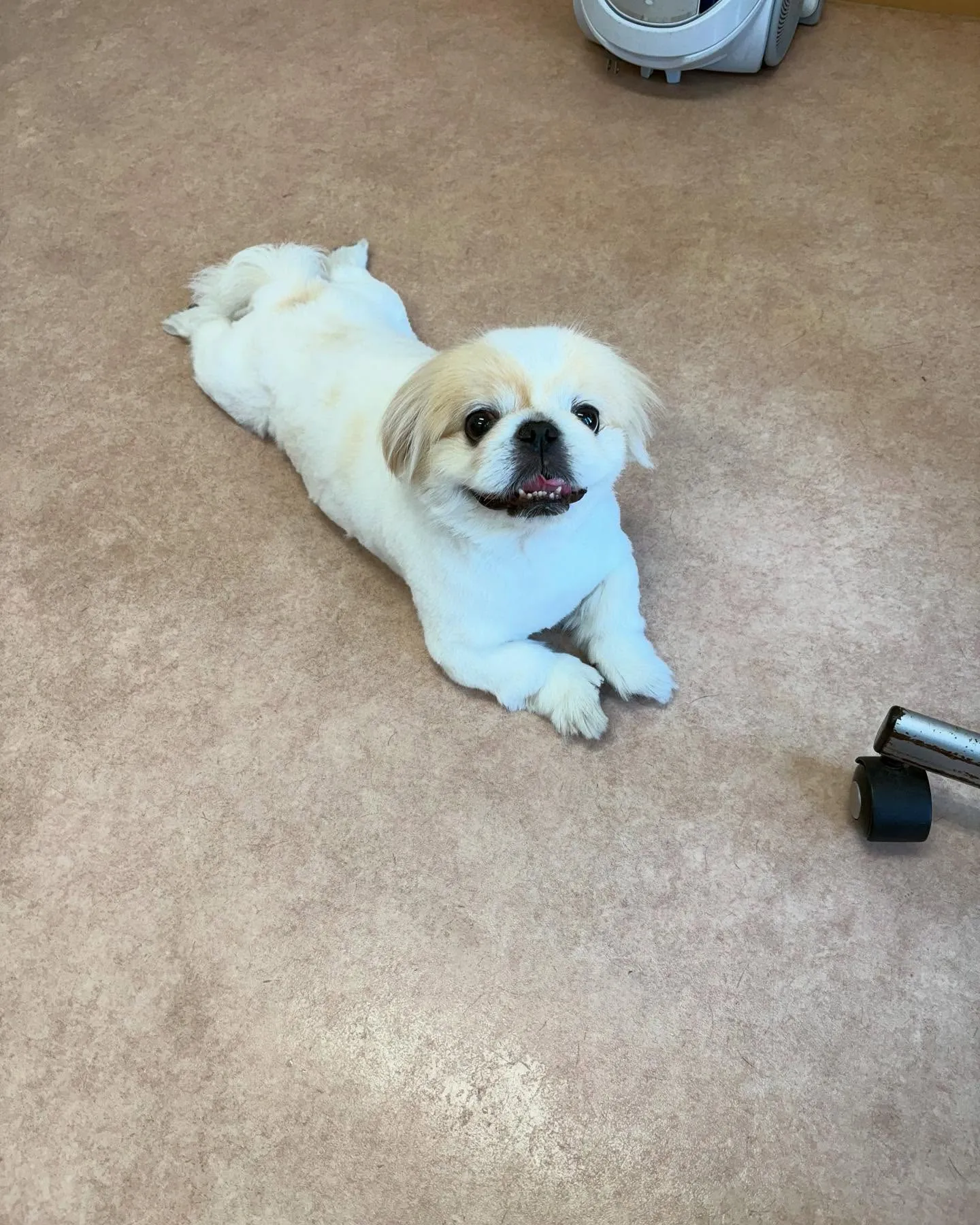 犬のトリミング✂️