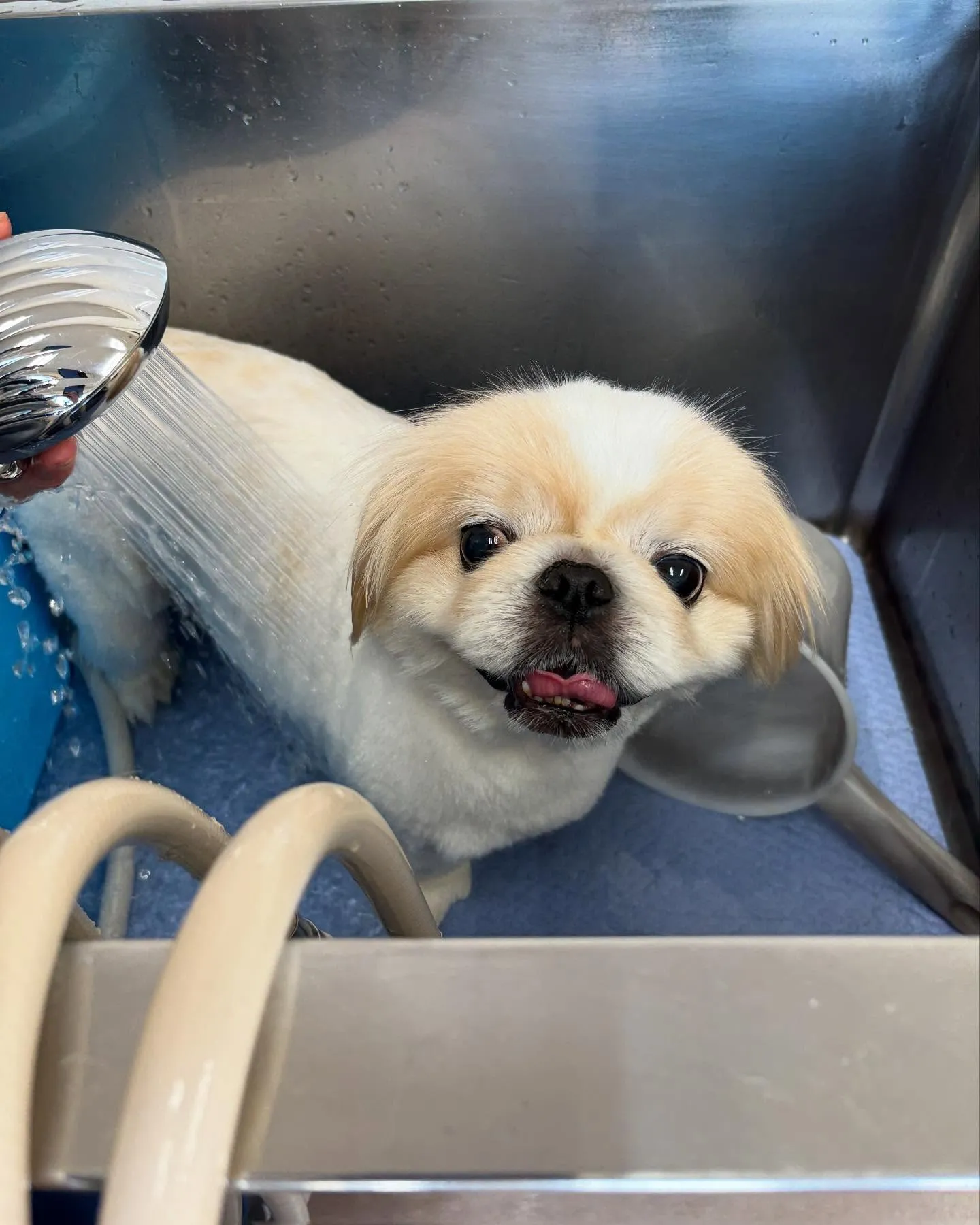 犬のトリミング✂️