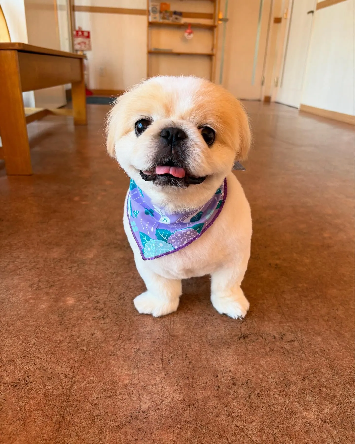 犬のトリミング✂️
