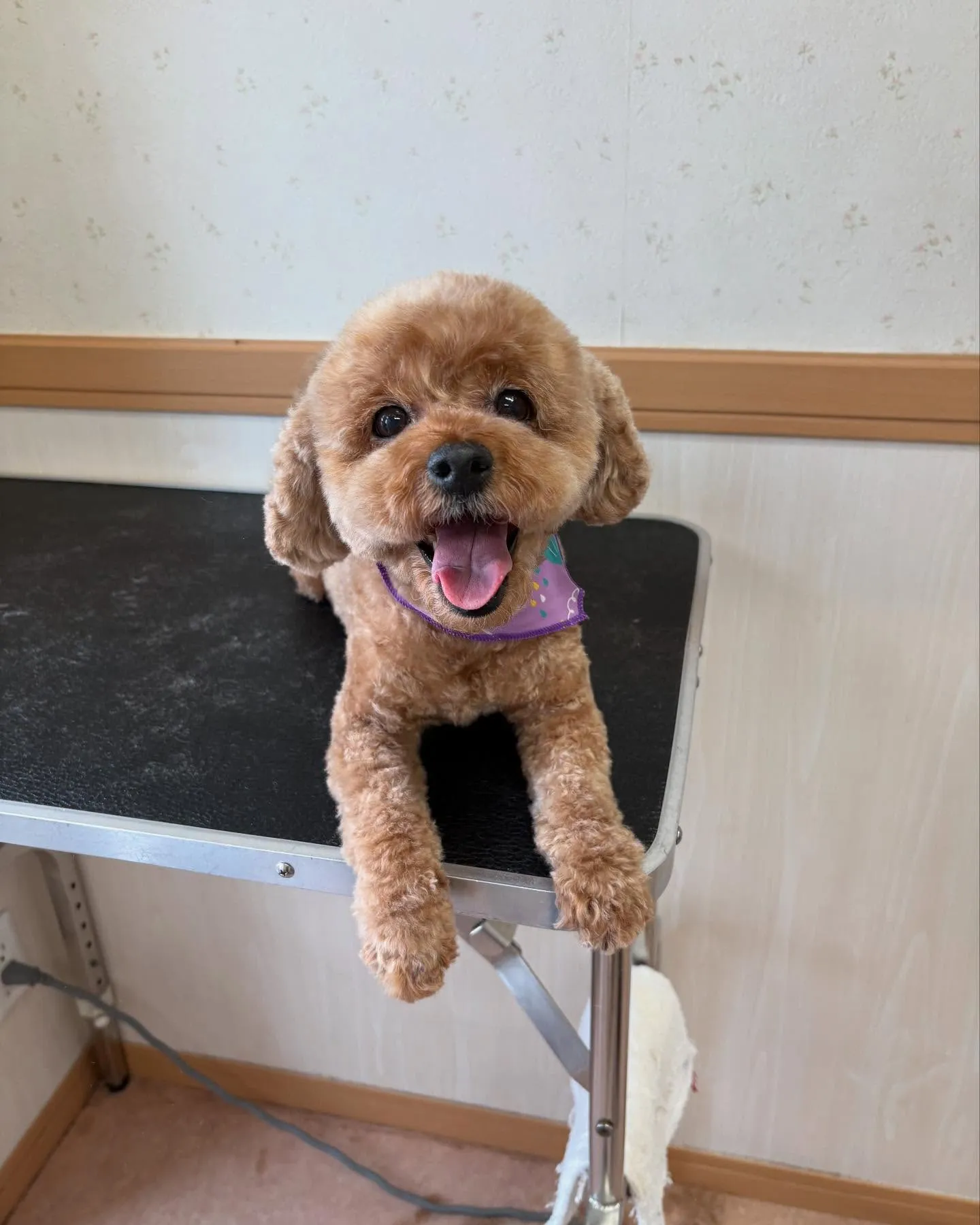 犬のトリミング✂️