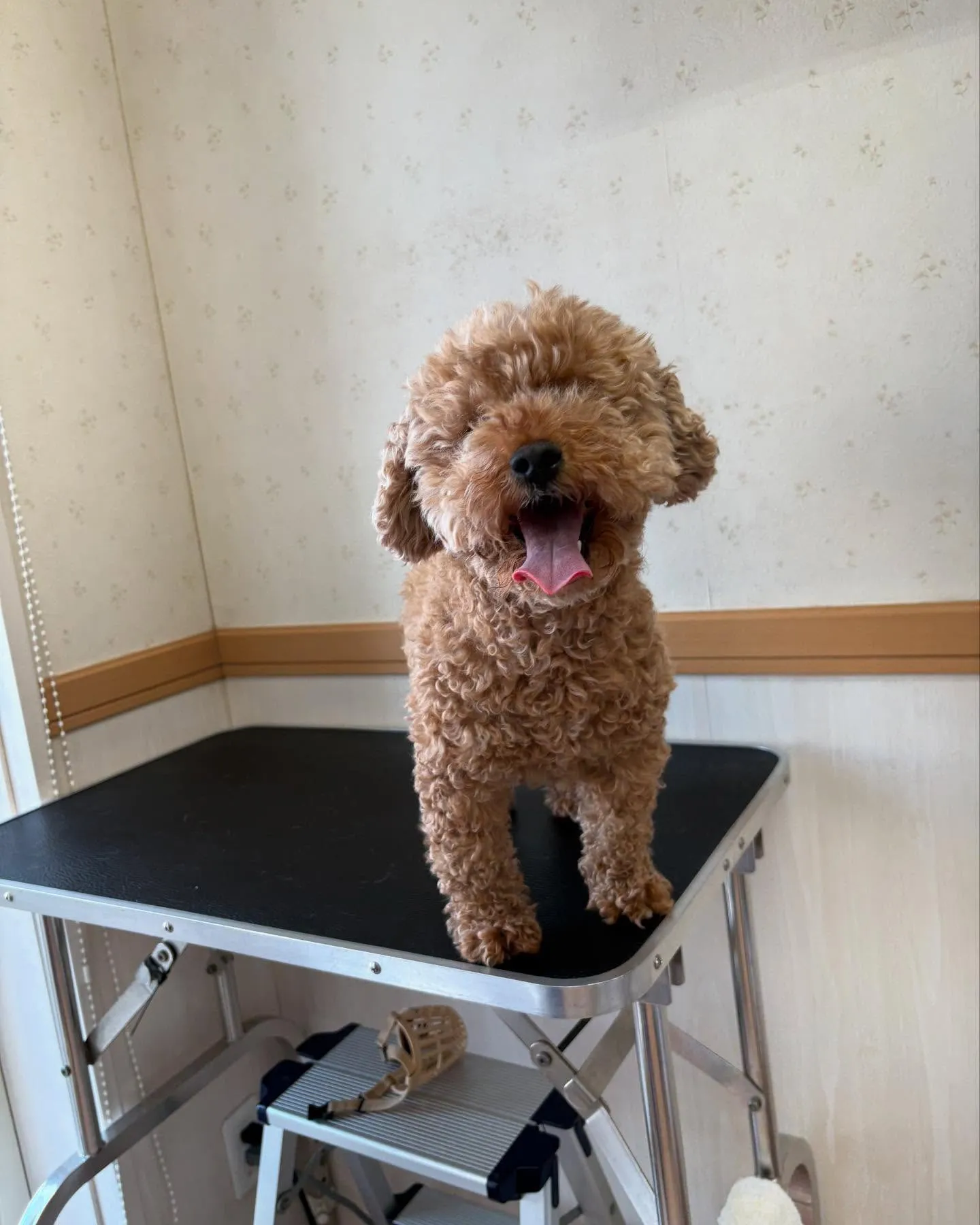 犬のトリミング✂️