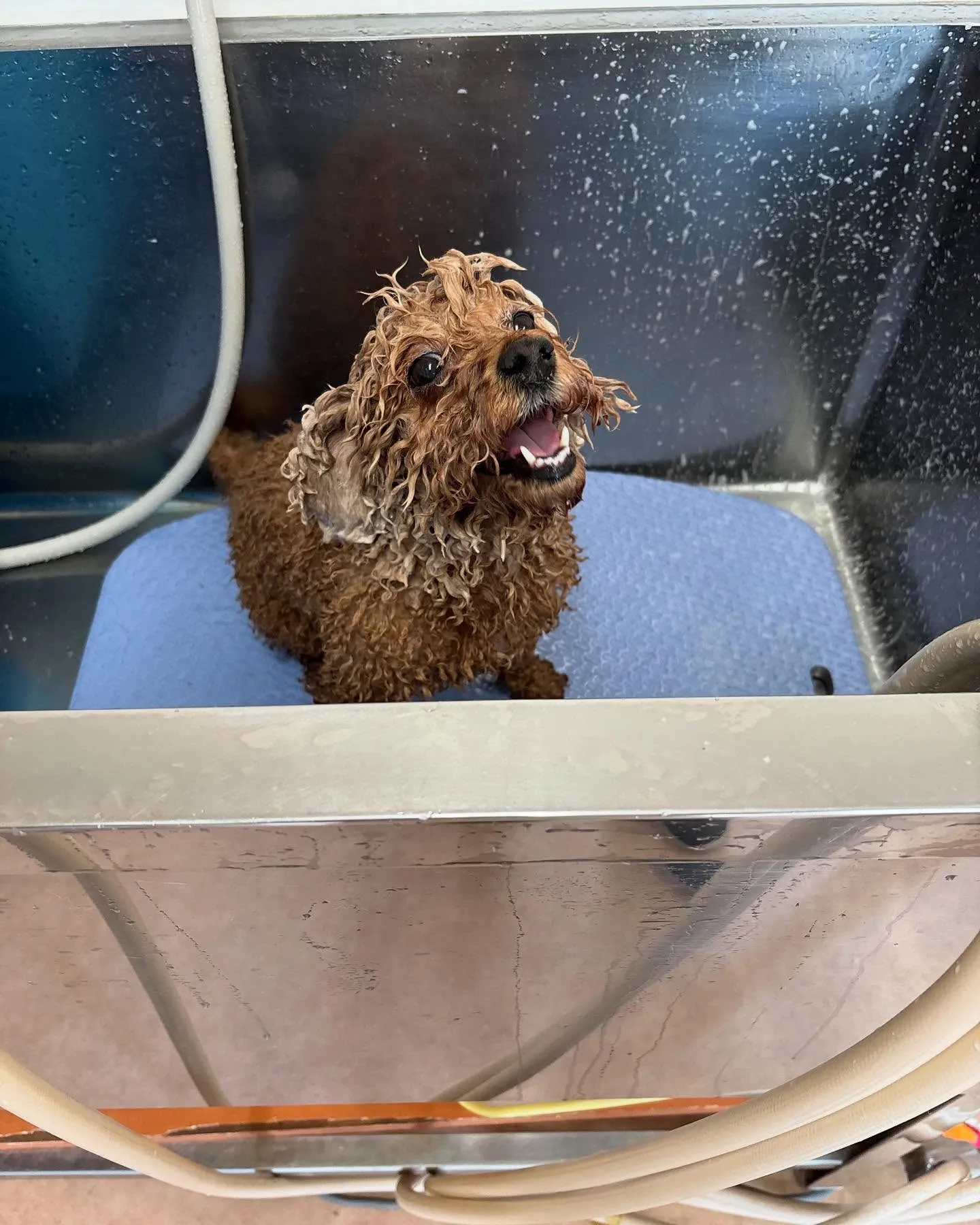 犬のトリミング✂️