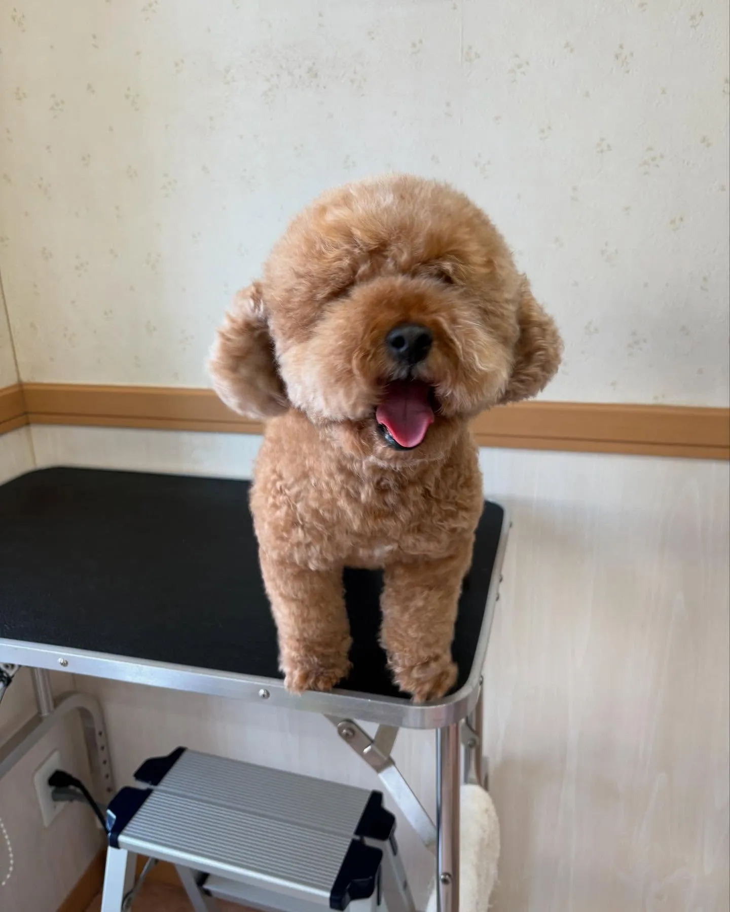 犬のトリミング✂️