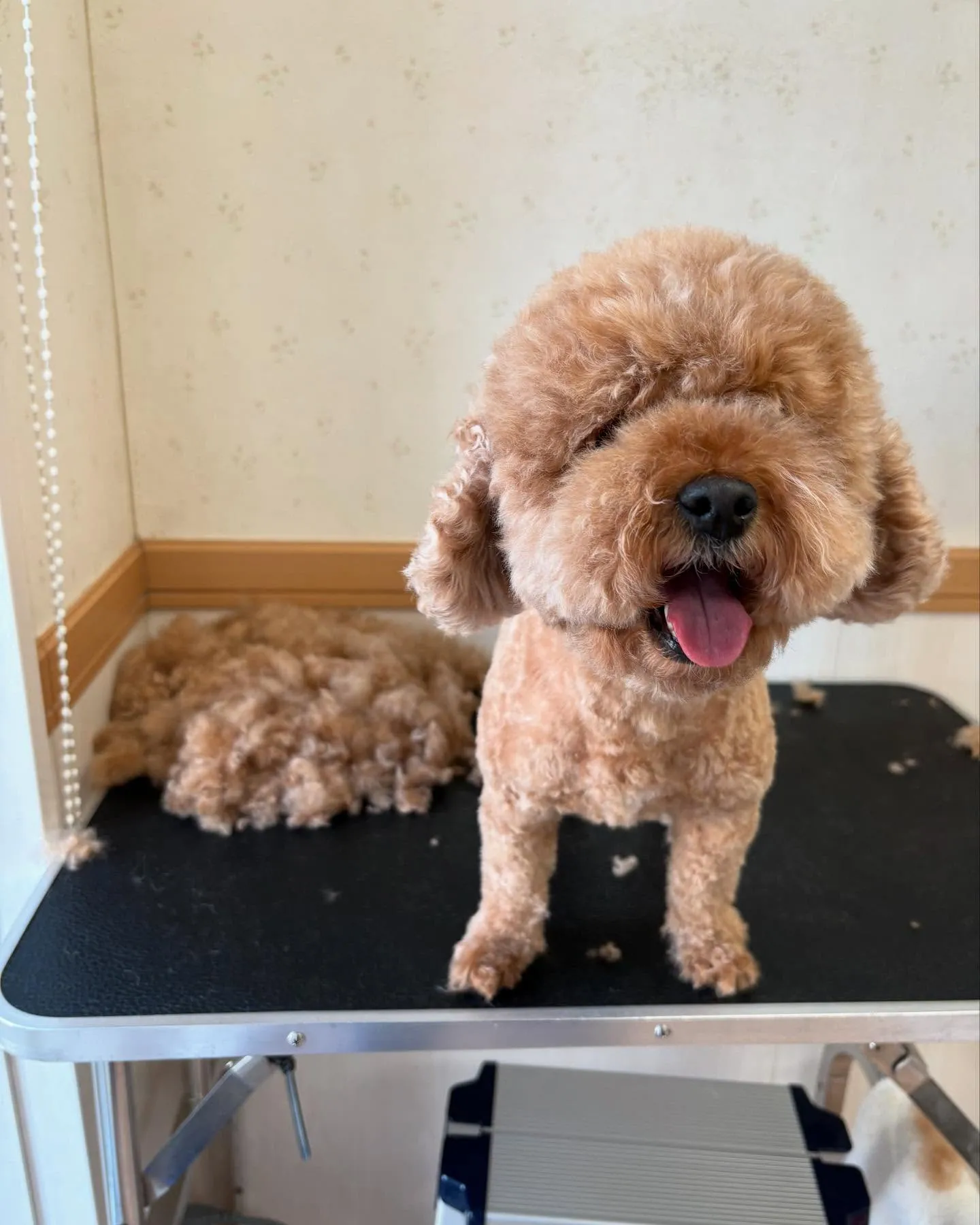 犬のトリミング✂️