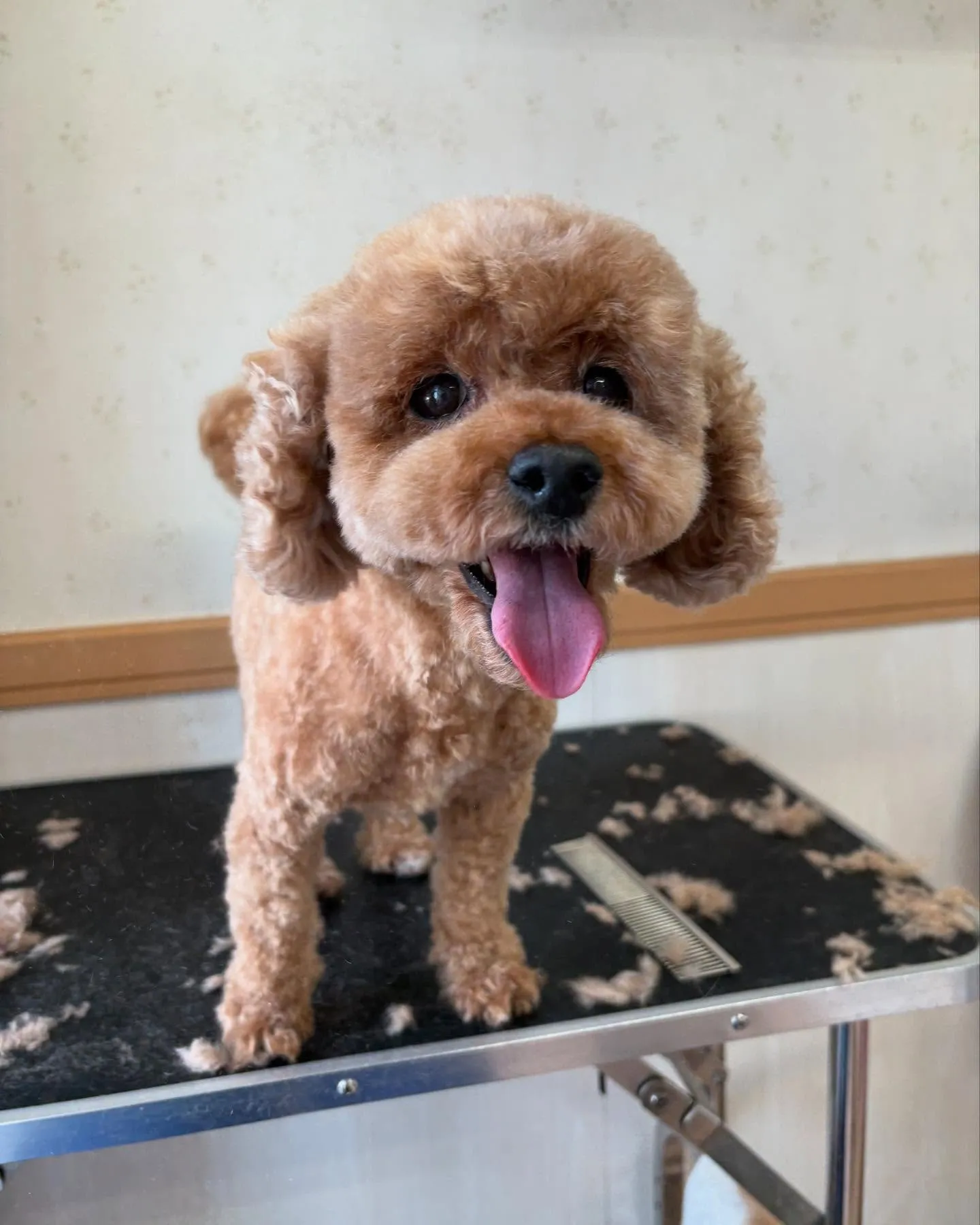 犬のトリミング✂️