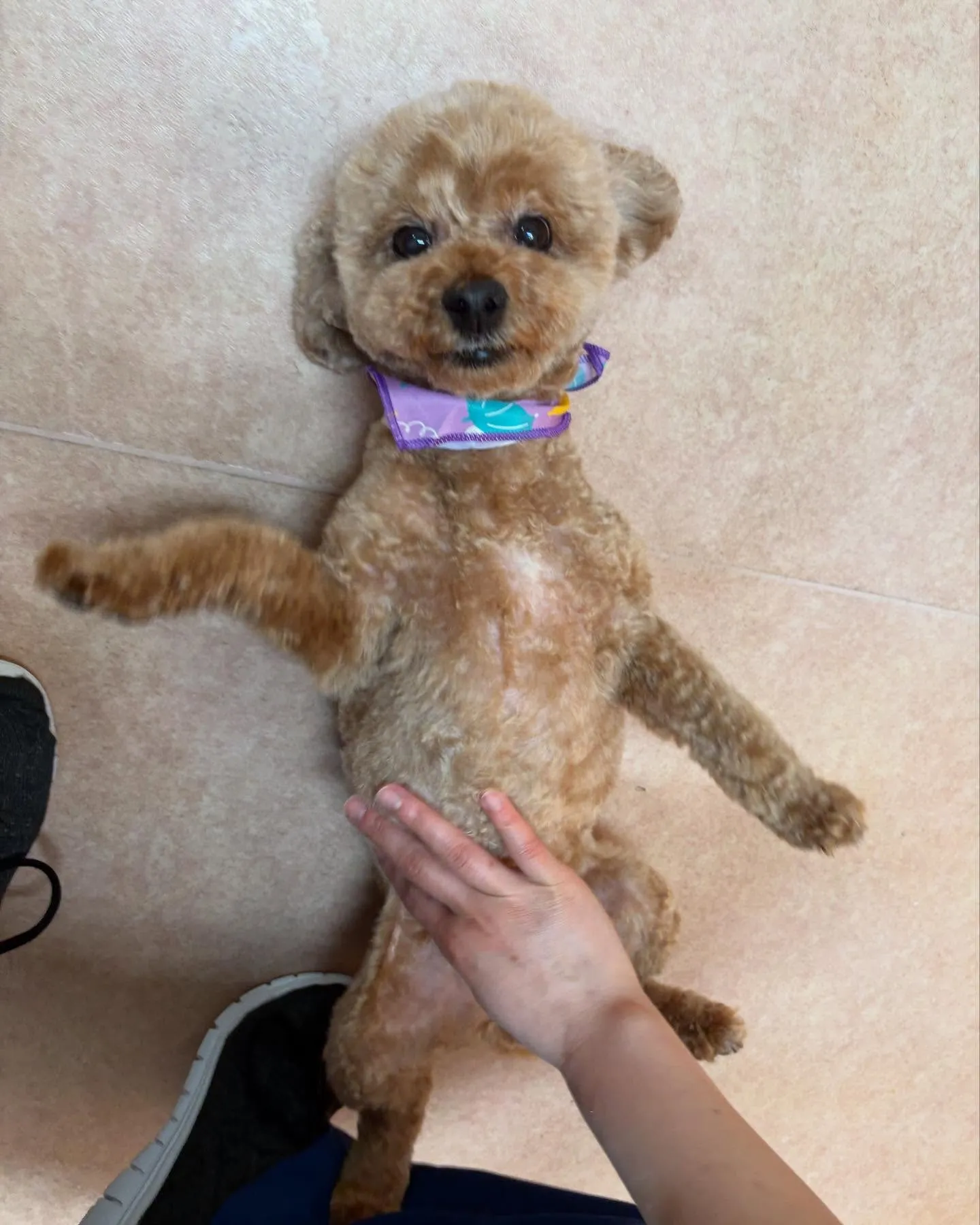 犬のトリミング✂️