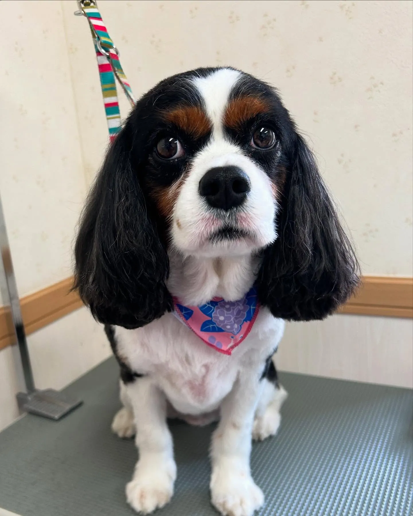 犬のトリミング✂️