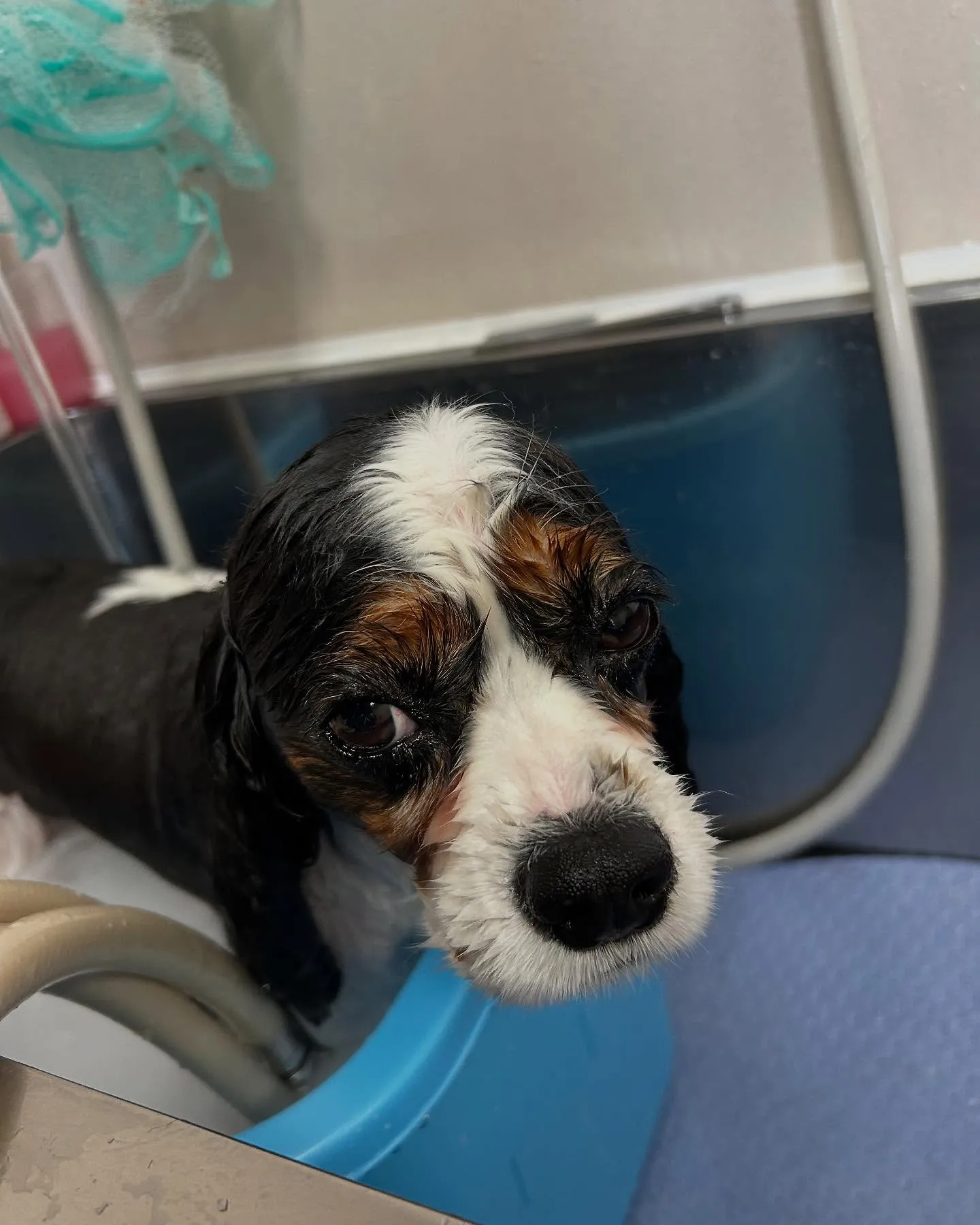 犬のトリミング✂️