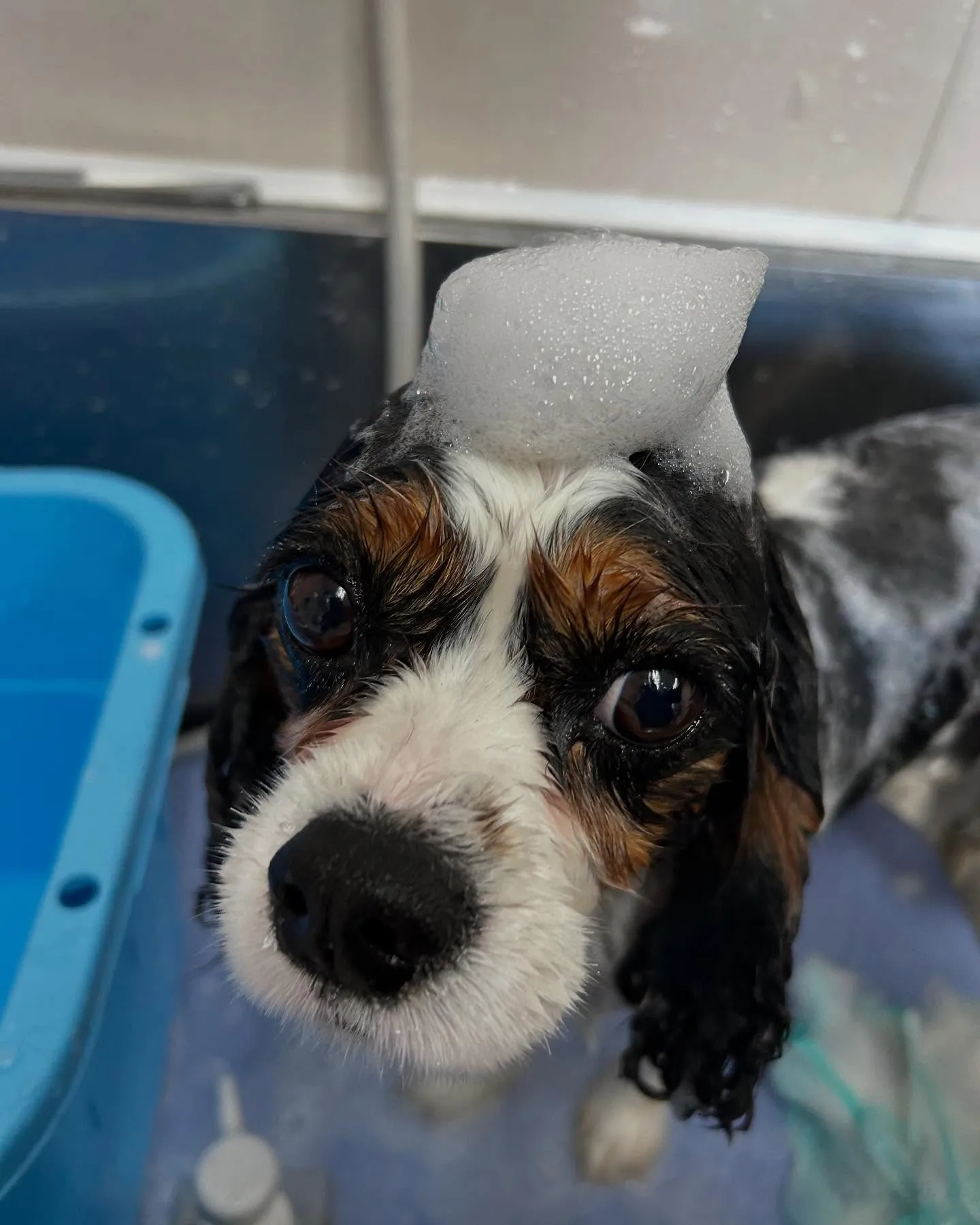 犬のトリミング✂️